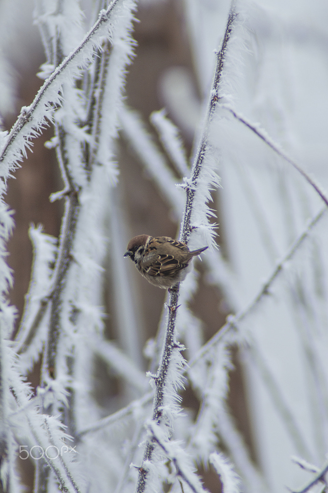 Canon EF 28-70mm f/3.5-4.5 sample photo. Cold weather photography
