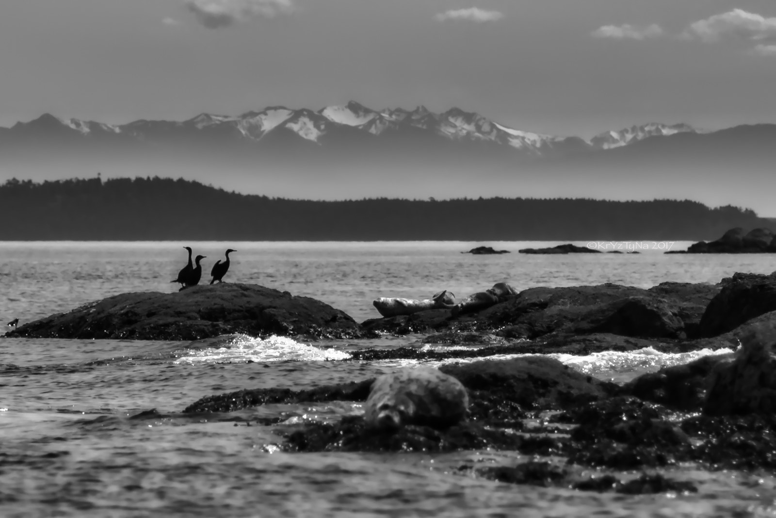 Canon EOS 5DS + Canon EF 50mm F1.2L USM sample photo. Cormorants on the coast photography