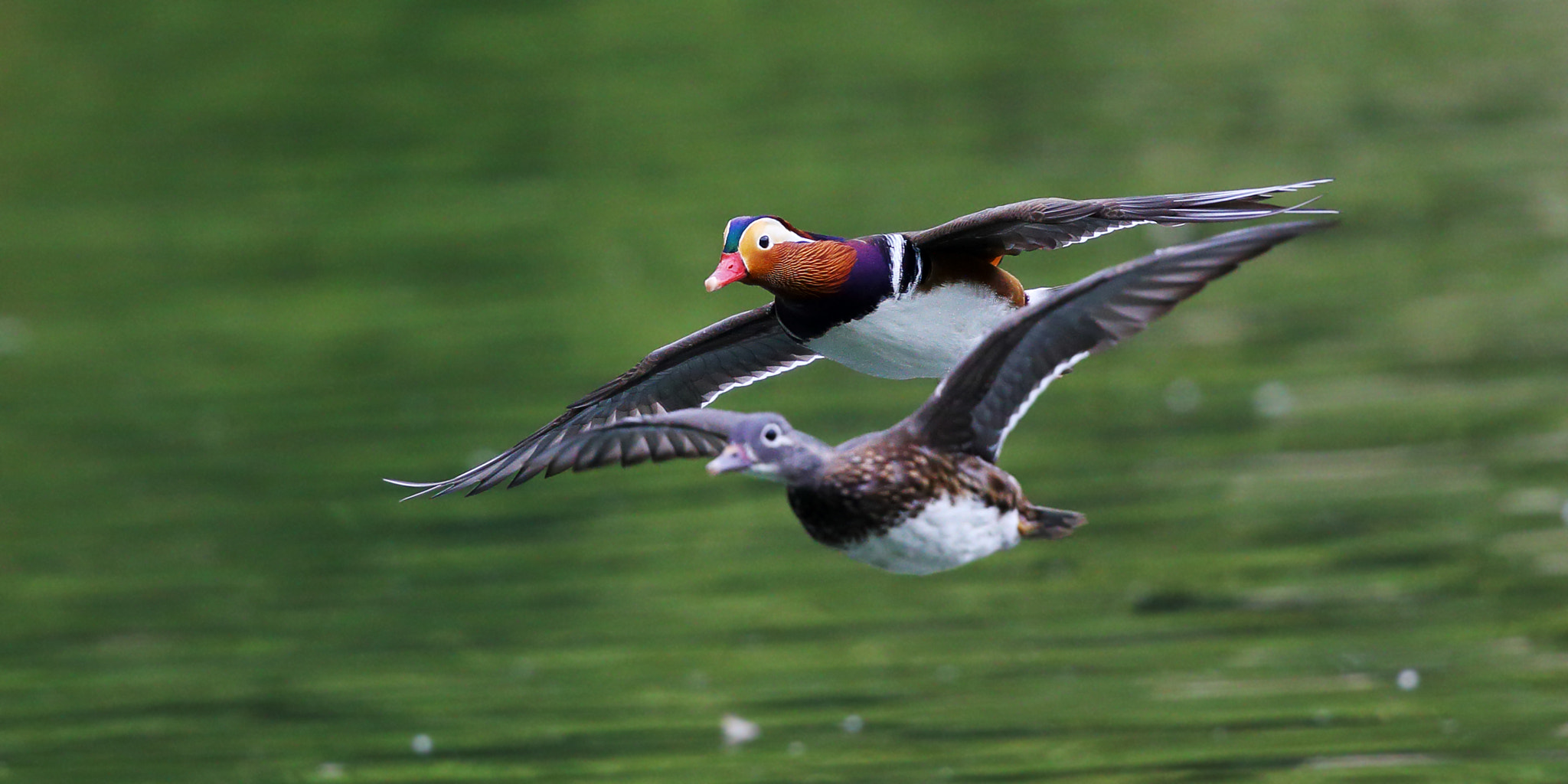 Canon EOS-1D X + Canon EF 300mm F2.8L IS II USM sample photo. My heart will go on (love theme from titanic) photography