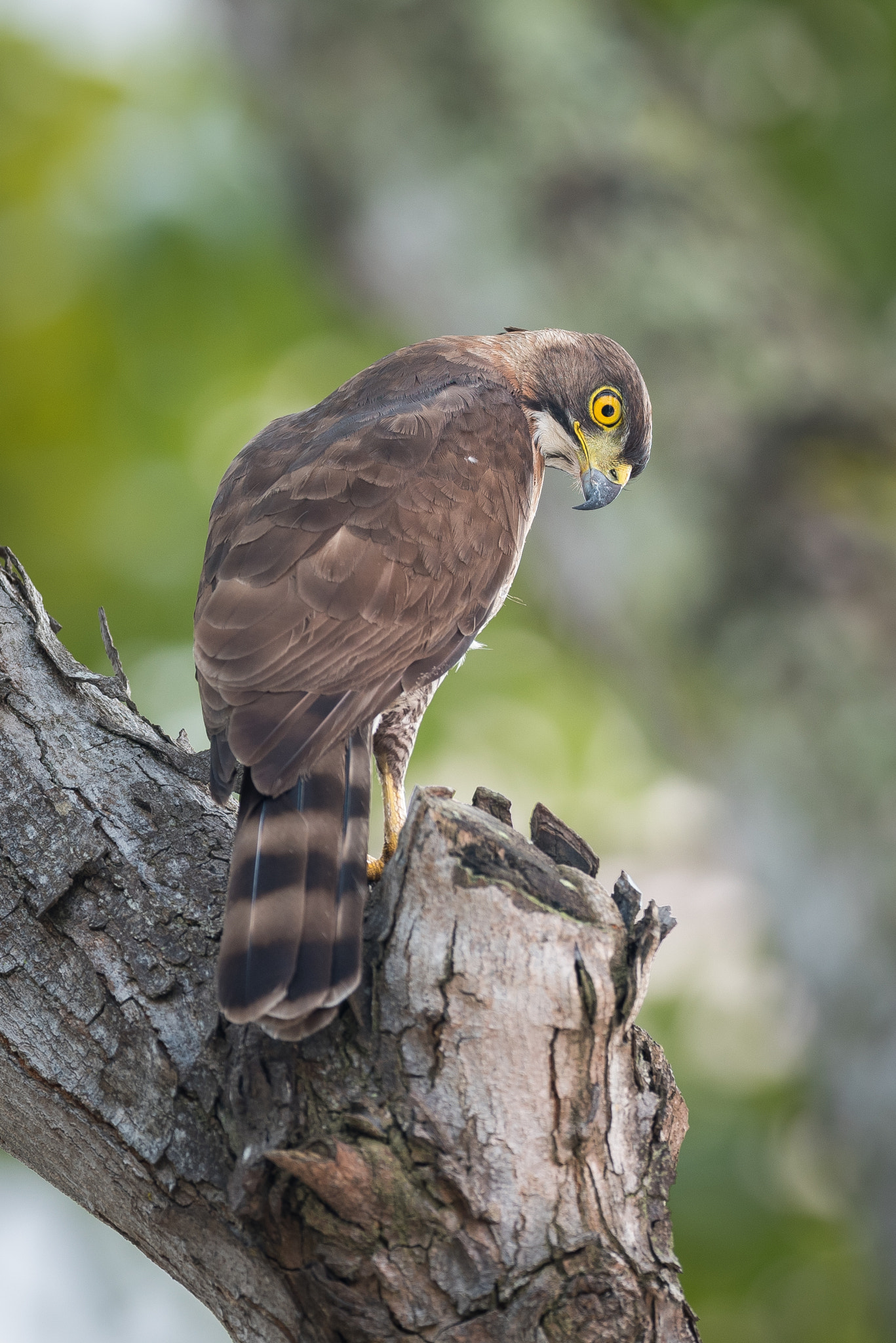 Nikon AF-S Nikkor 600mm F4E FL ED VR sample photo. Crested goshawk photography