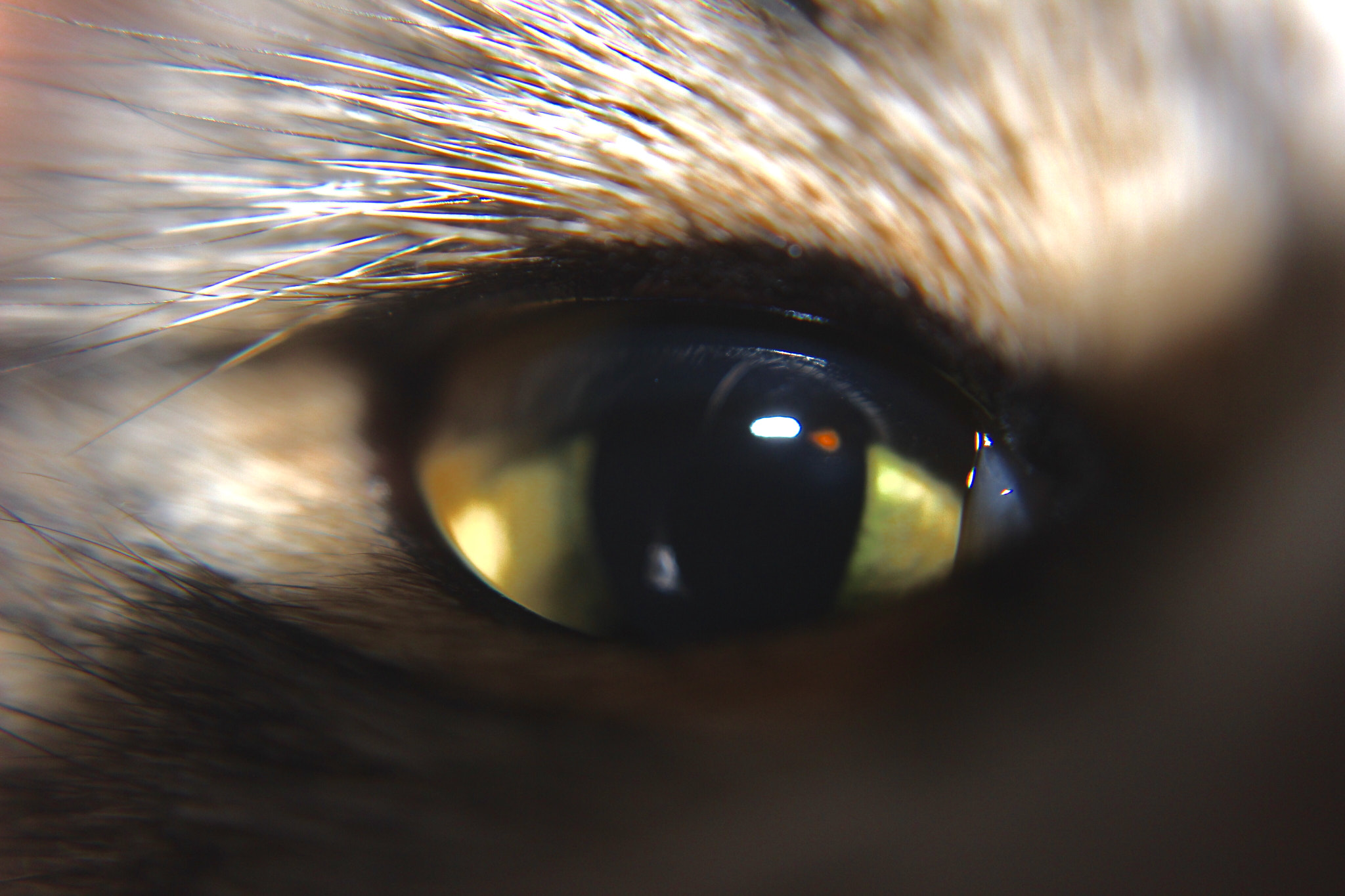Canon EF-S 18-55mm F3.5-5.6 IS sample photo. Cat eye photography