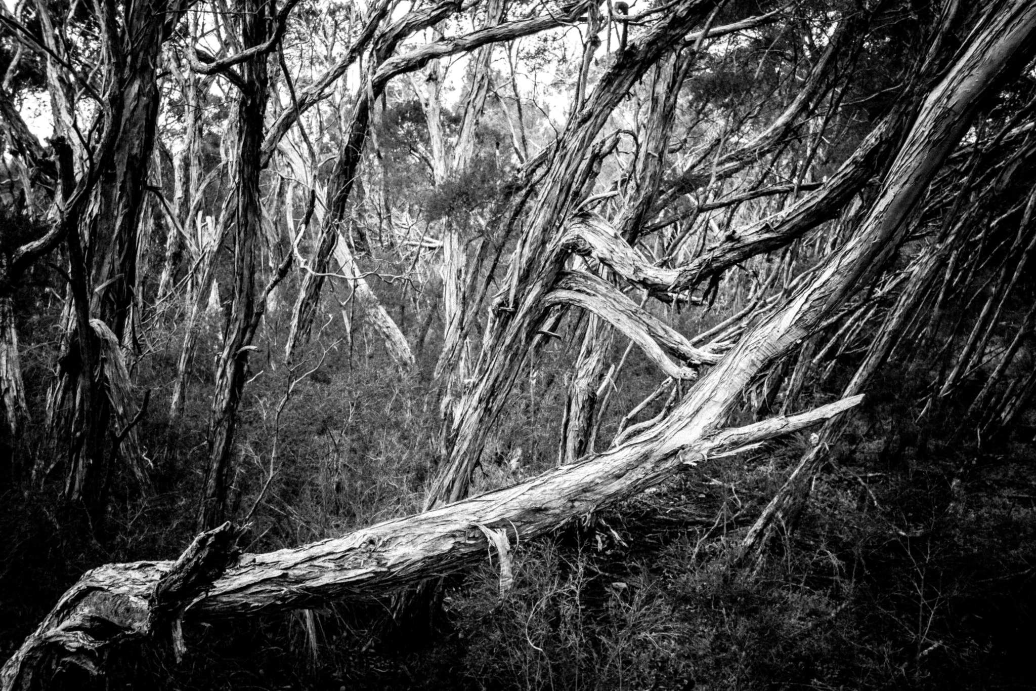 Fujifilm X-Pro2 + Fujifilm XF 18mm F2 R sample photo. Twisted photography