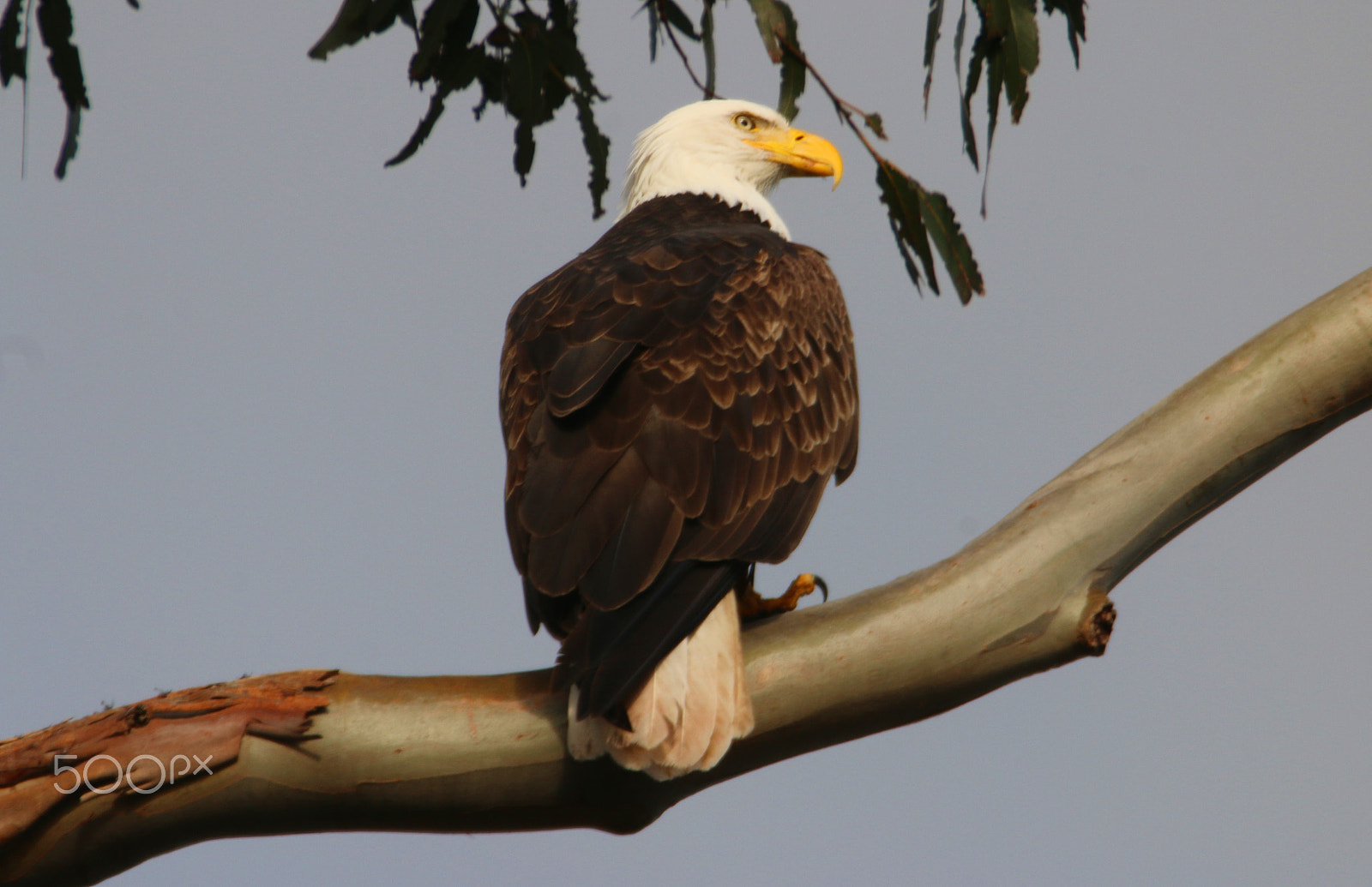 Canon EF 100-400mm F4.5-5.6L IS USM sample photo. Bald eagle photography