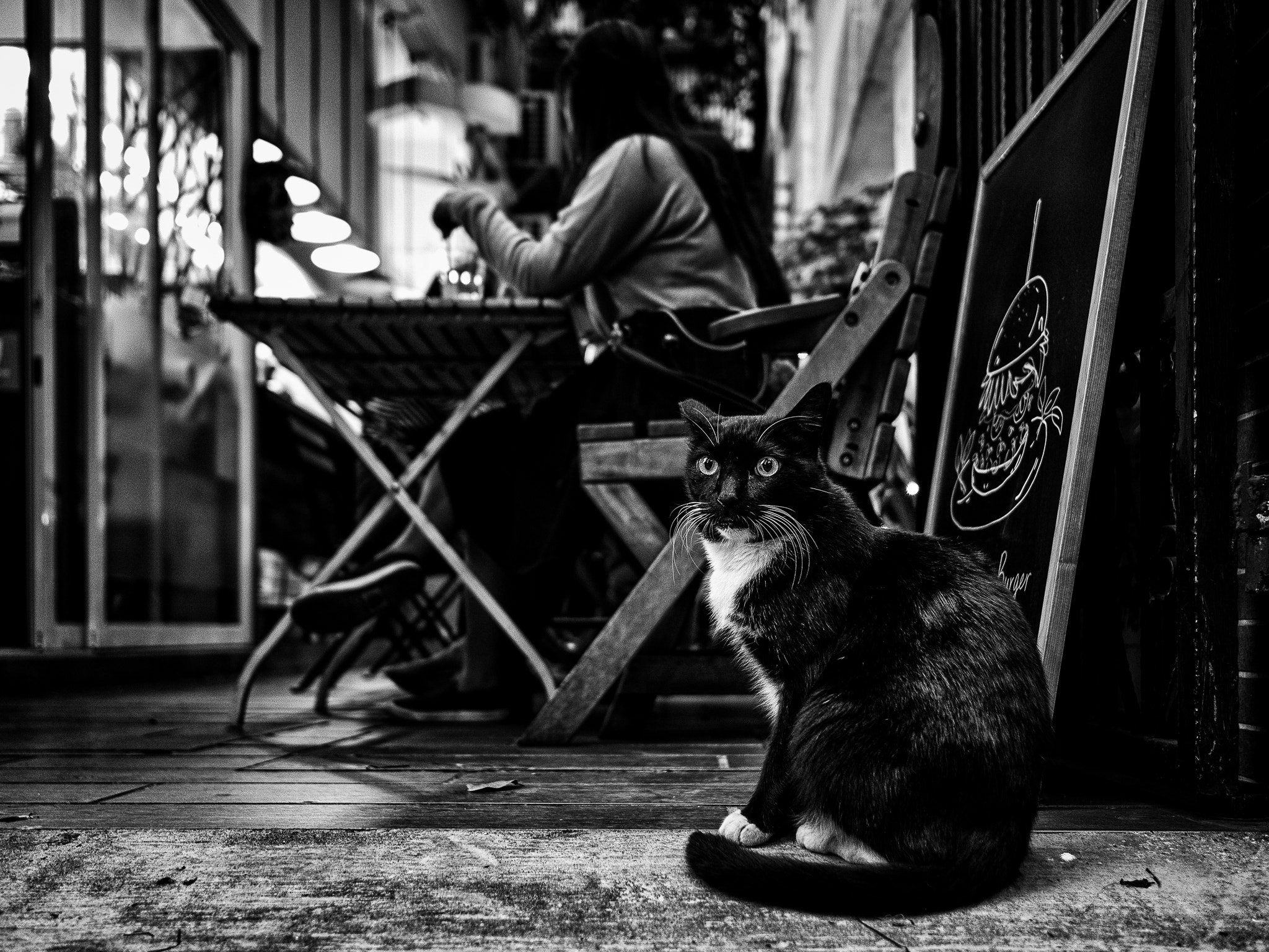 Leica Elmarit-M 28mm F2.8 ASPH sample photo. Bar cat photography