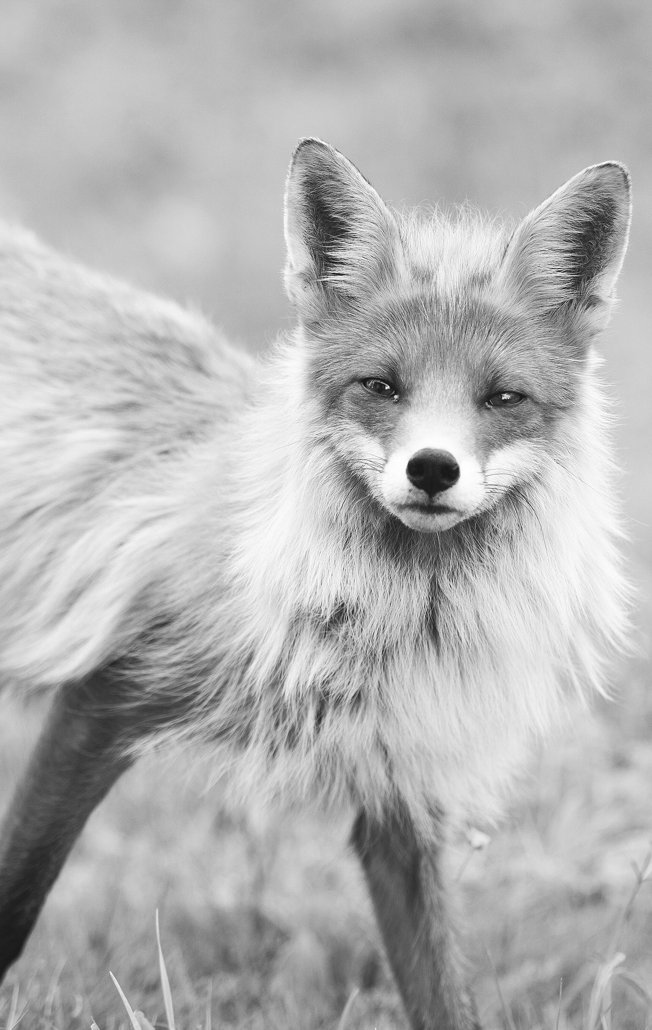 Canon EF 70-200mm F2.8L IS II USM sample photo. Fox portrait photography