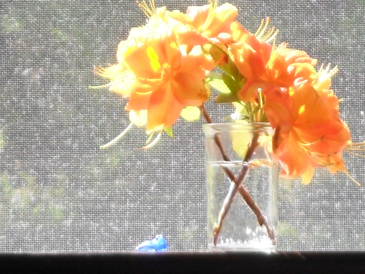 Samsung ES73 / VLUU ES73 /  SL605 sample photo. Flowers in the window photography