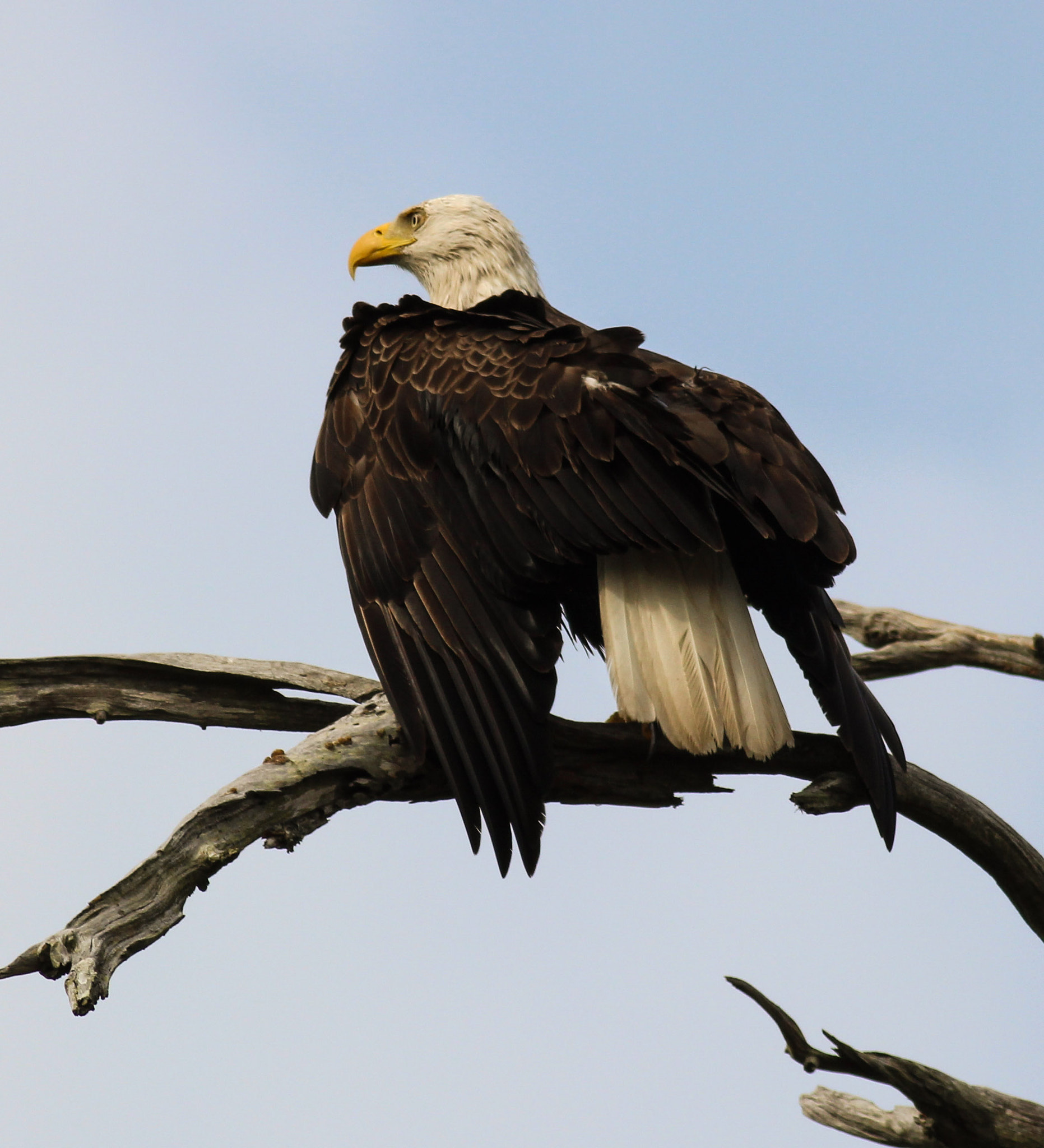 Canon EOS 600D (Rebel EOS T3i / EOS Kiss X5) + Canon EF 400mm F5.6L USM sample photo. Sitting eagle on snag photography