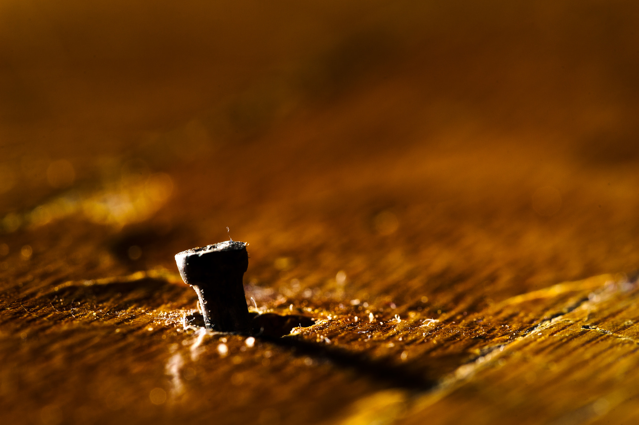 Sigma 150mm F2.8 EX DG Macro HSM sample photo. Movement photography