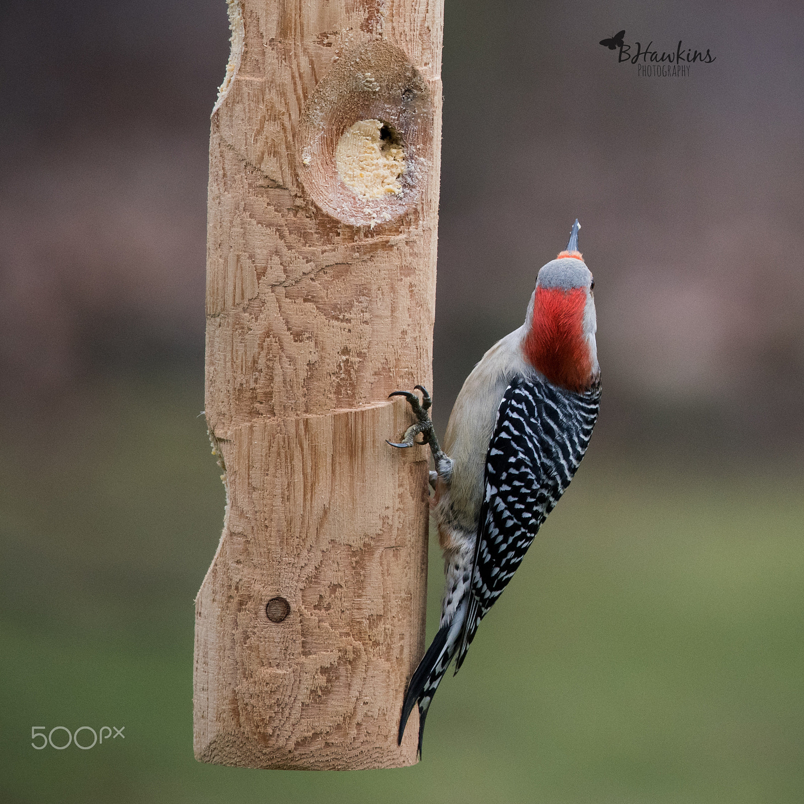 Nikon Nikkor AF-S 300mm F4E PF ED VR sample photo. Bright spot in my winter photography
