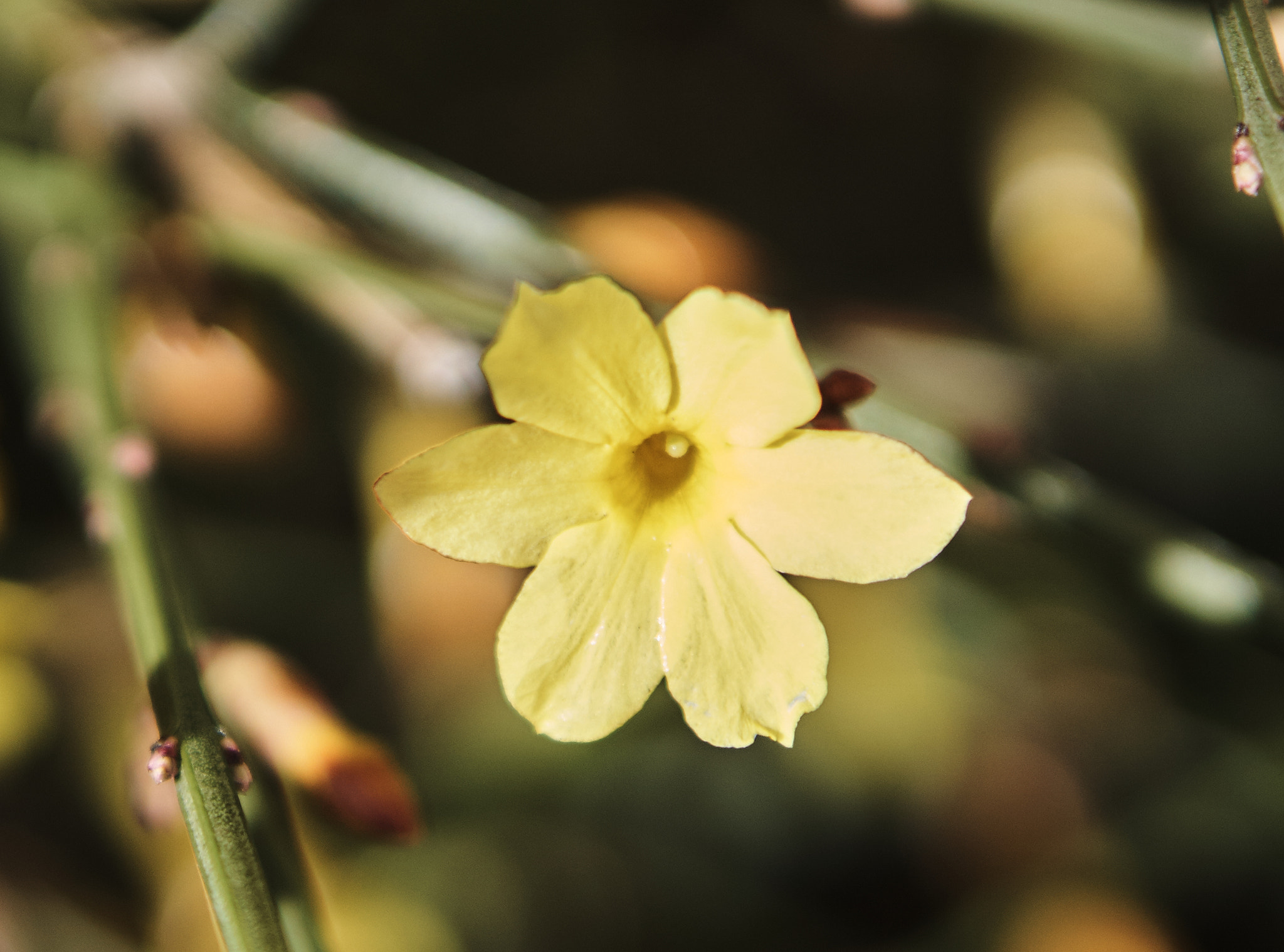 Sony E 50mm F1.8 OSS sample photo. Sole survivor of winter photography