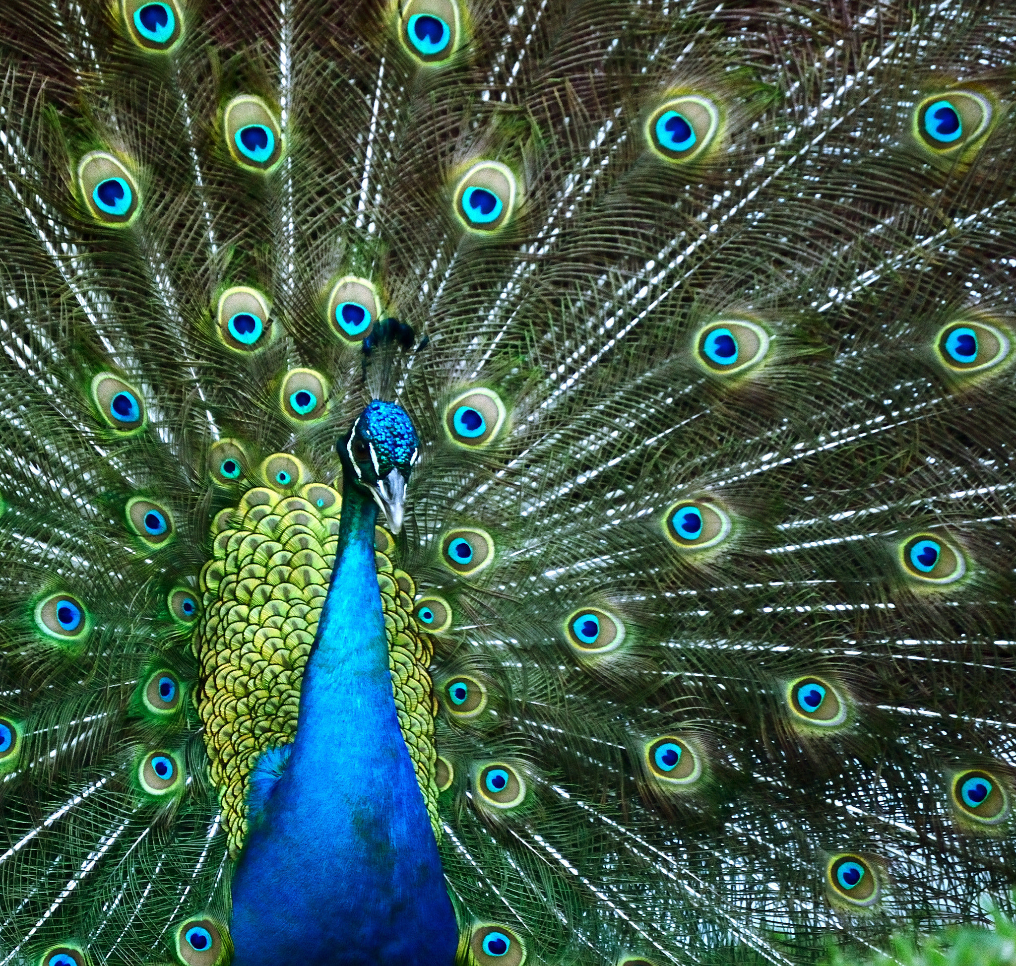 Nikon D5000 sample photo. Peacock photography
