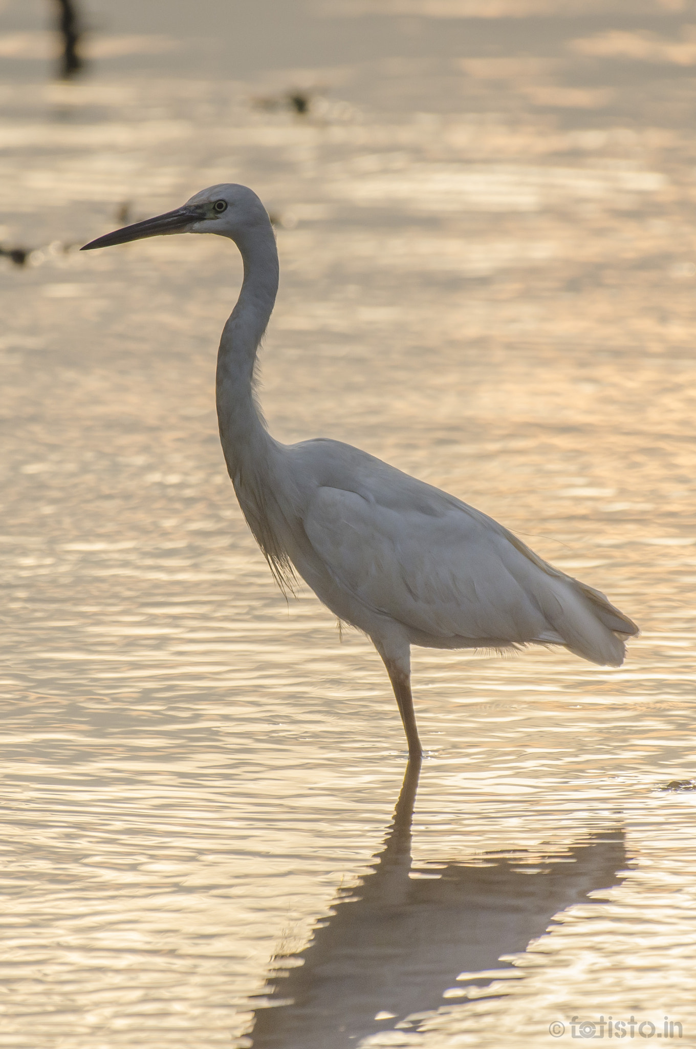 Nikon AF-S Nikkor 200-500mm F5.6E ED VR sample photo. Still! photography