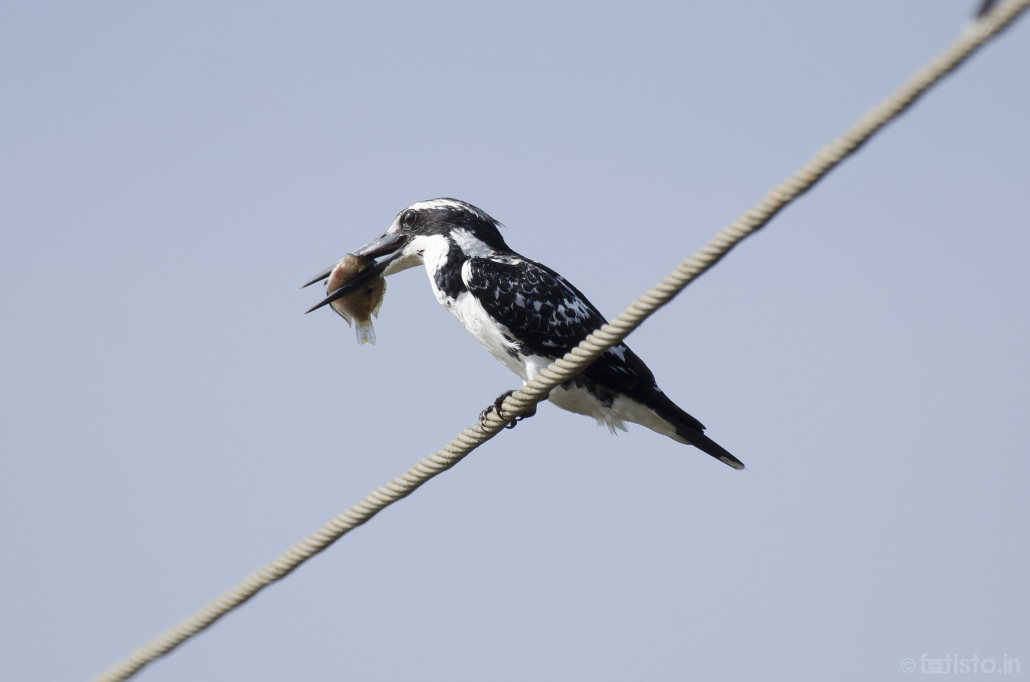 Nikon AF-S Nikkor 200-500mm F5.6E ED VR sample photo. Breakfast on a string! photography