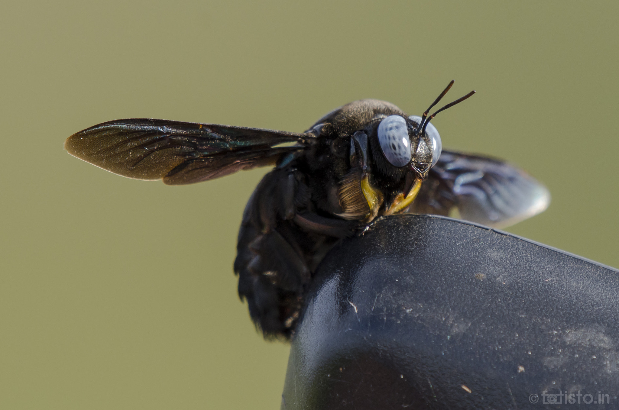 Nikon AF-S Nikkor 200-500mm F5.6E ED VR sample photo. Big b! photography