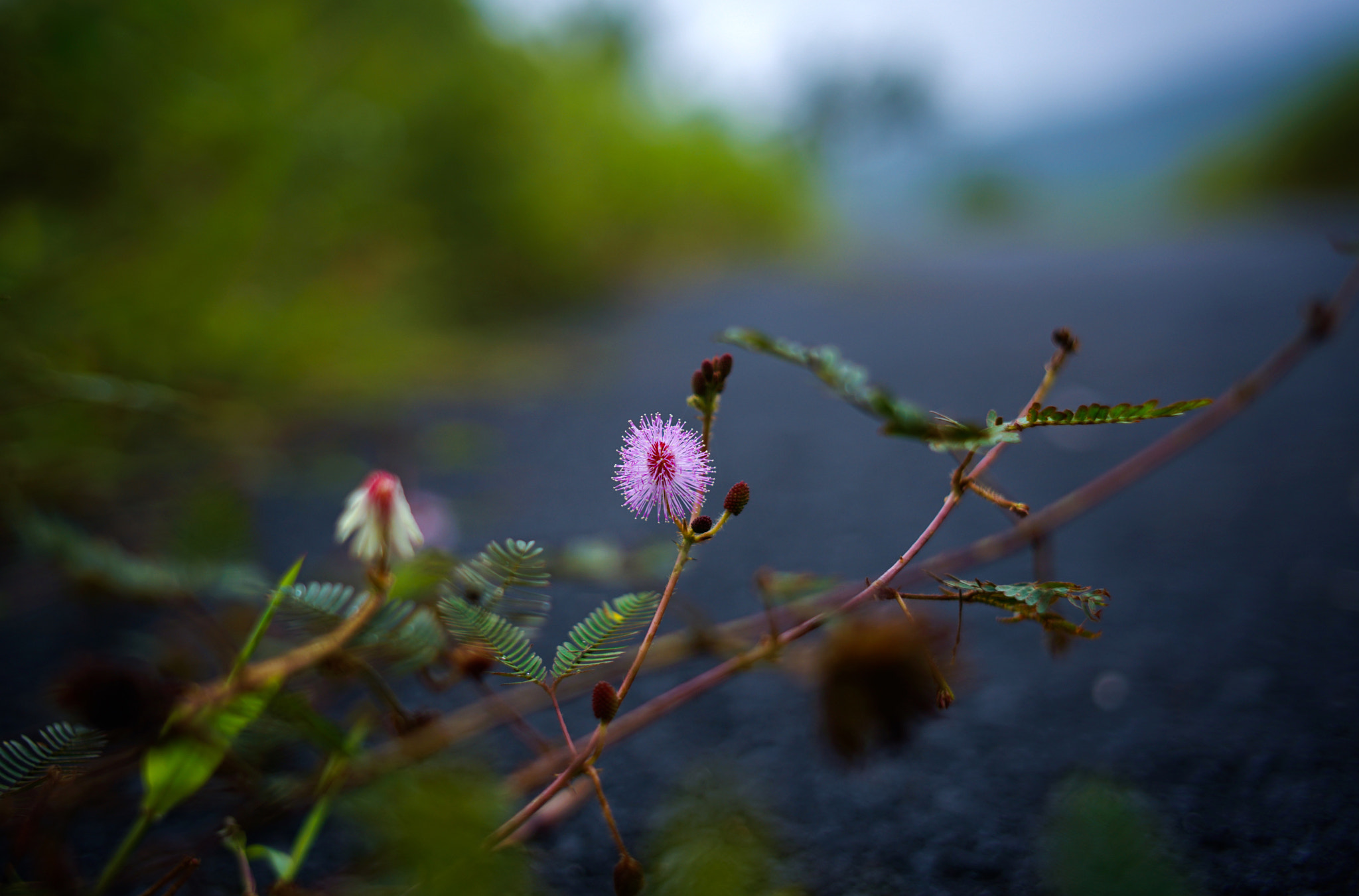 Sony a7R II + DT 40mm F2.8 SAM sample photo. Street flower photography