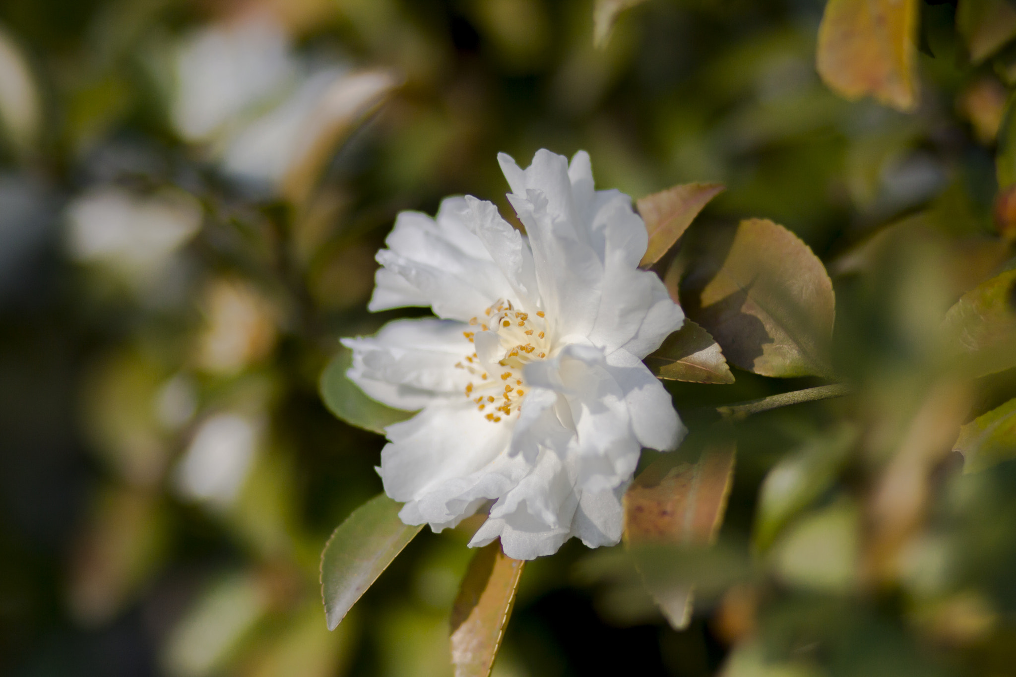 Canon EOS 50D + Canon EF 85mm F1.8 USM sample photo. White flower photography