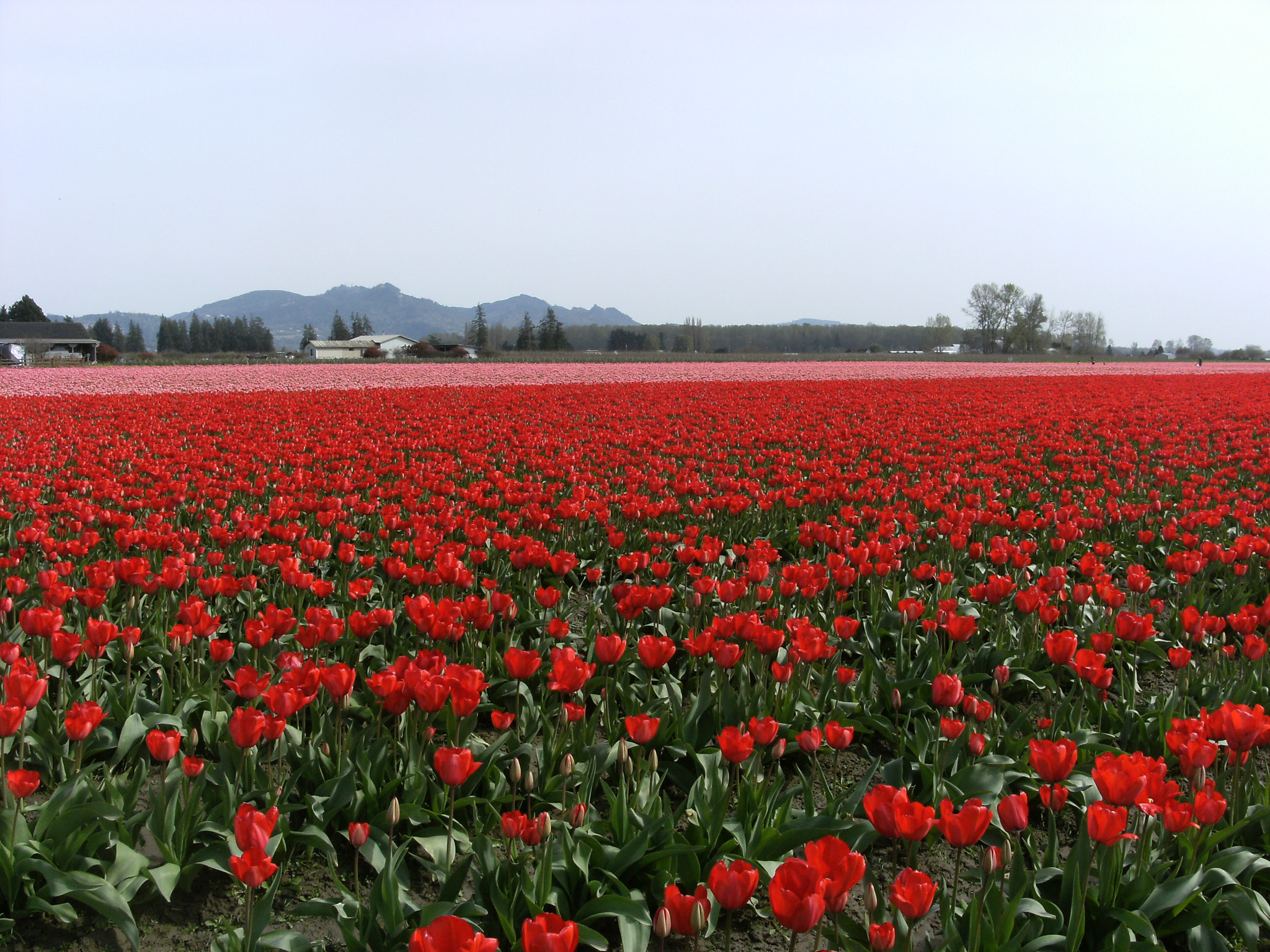 Fujifilm FinePix J50 sample photo. Skagit tulips photography