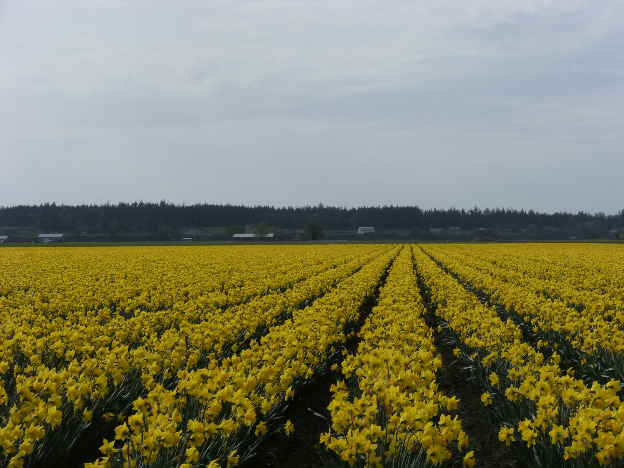 Fujifilm FinePix J50 sample photo. Skagit tulips photography