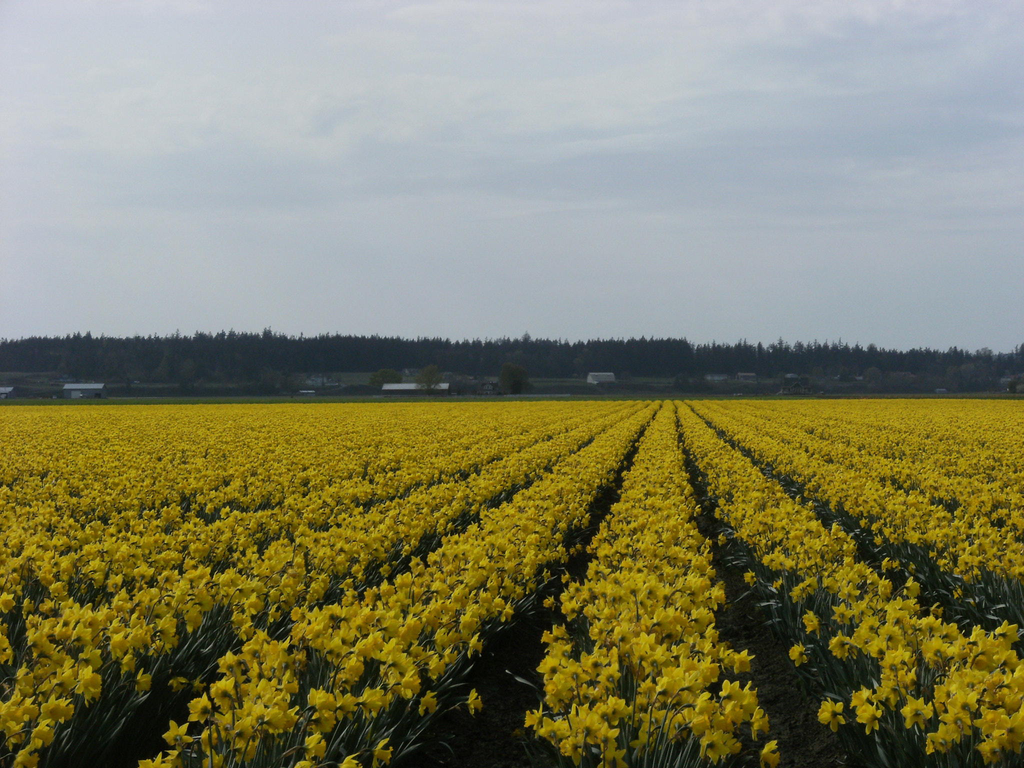 Fujifilm FinePix J50 sample photo. Skagit tulips photography