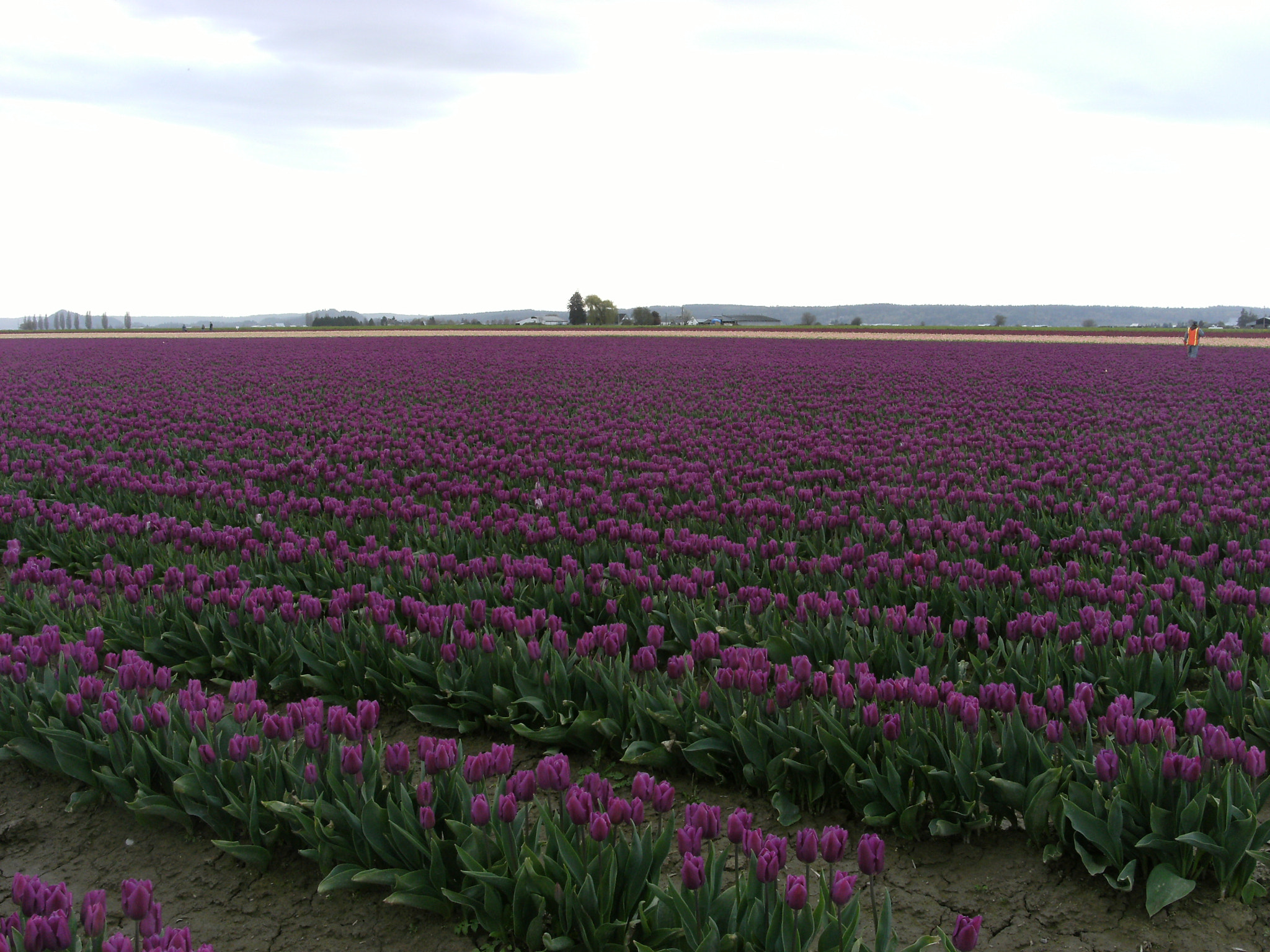 Fujifilm FinePix J50 sample photo. Skagit tulips photography