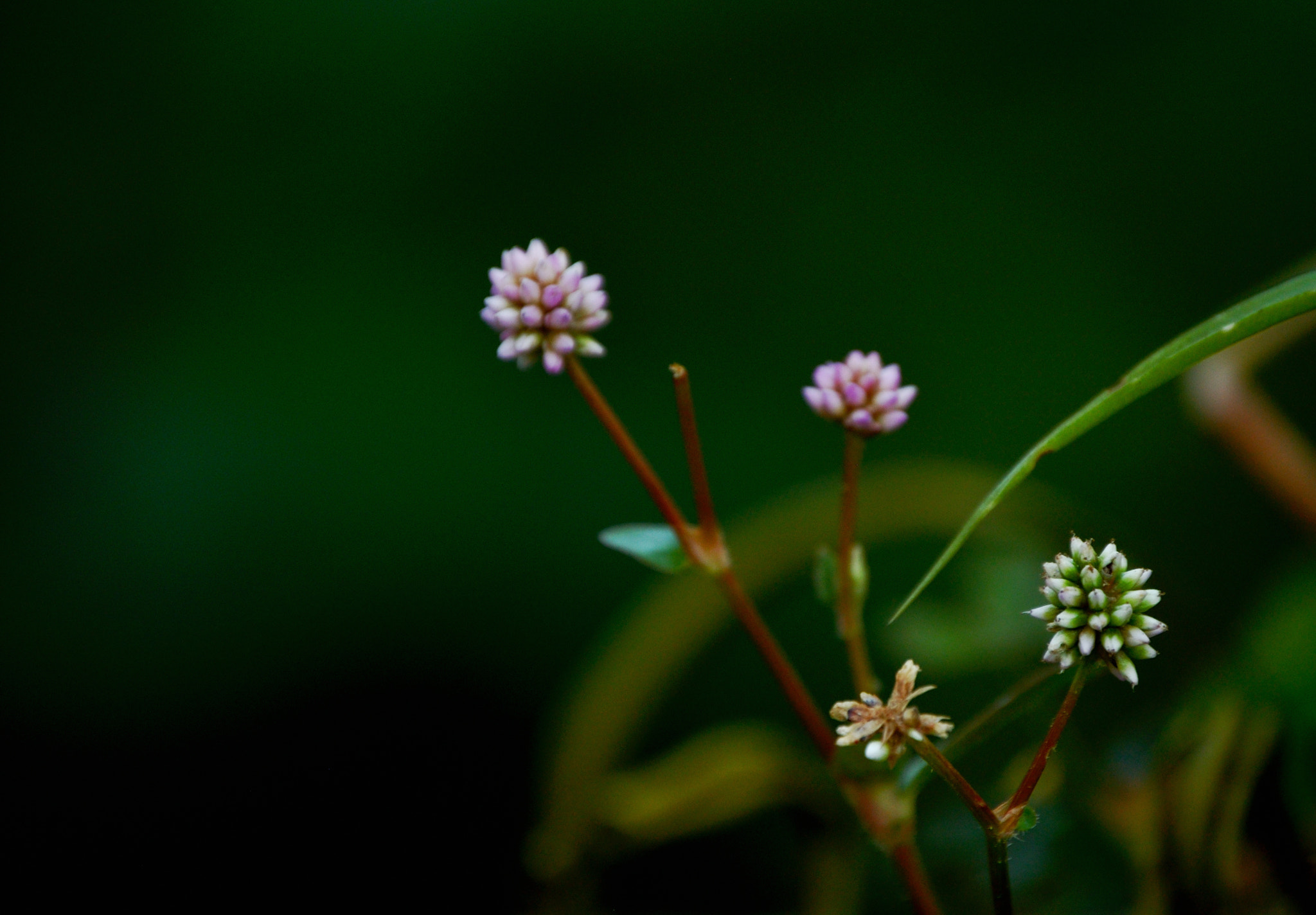 Nikon D5000 sample photo. Mini pom pom photography