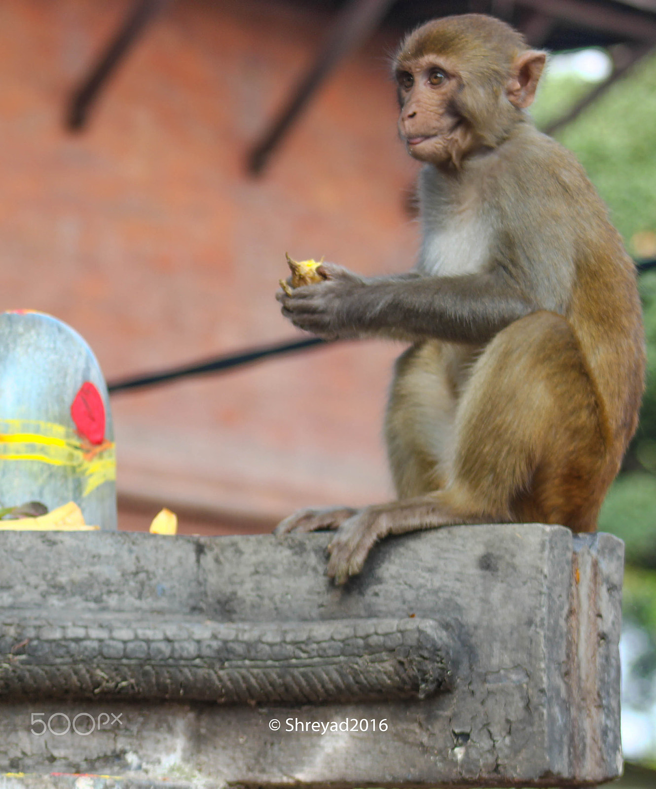 Canon EOS 700D (EOS Rebel T5i / EOS Kiss X7i) + EF75-300mm f/4-5.6 sample photo. Monkey with god photography