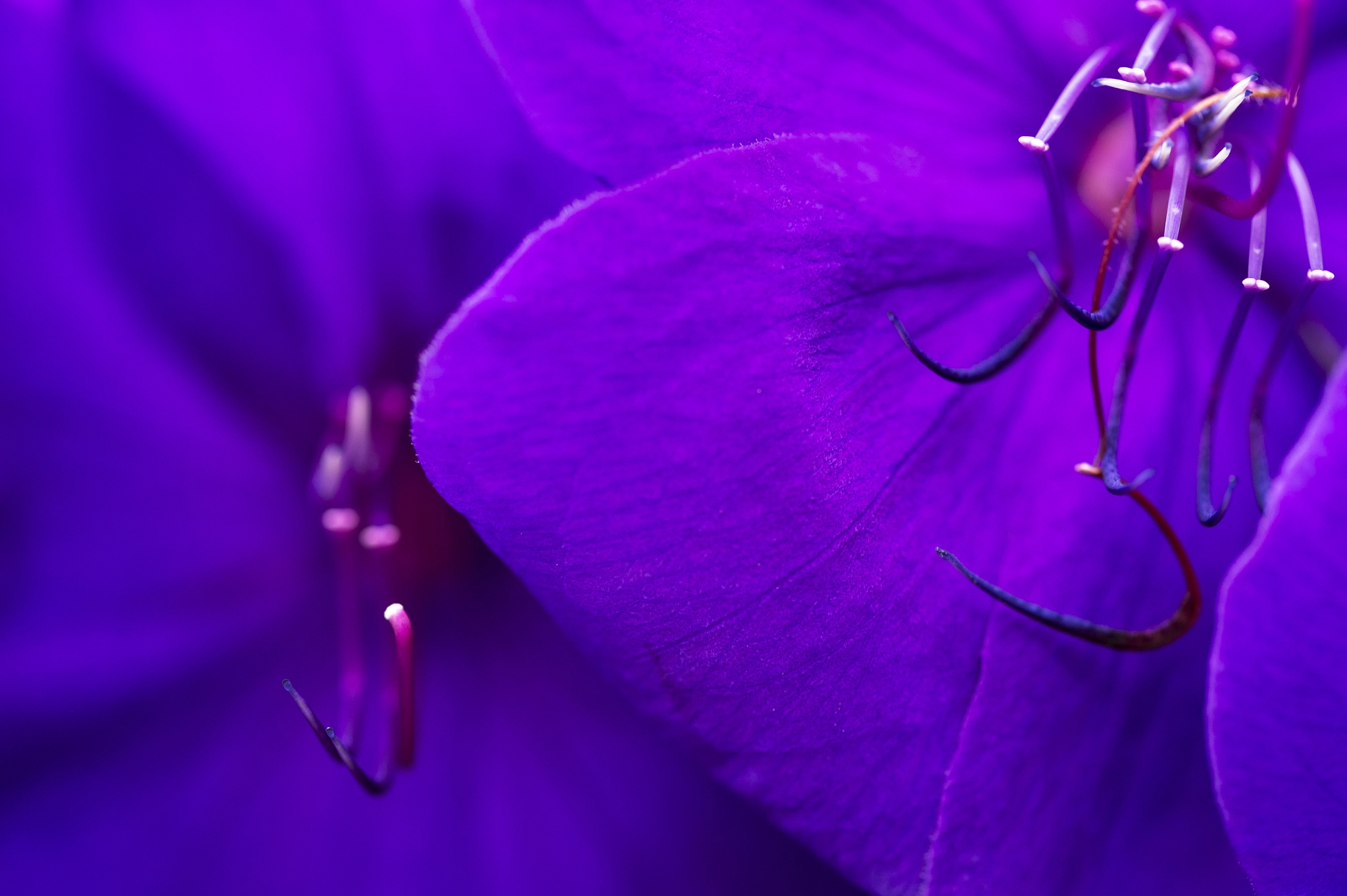 Nikon Df sample photo. Purple flowers photography
