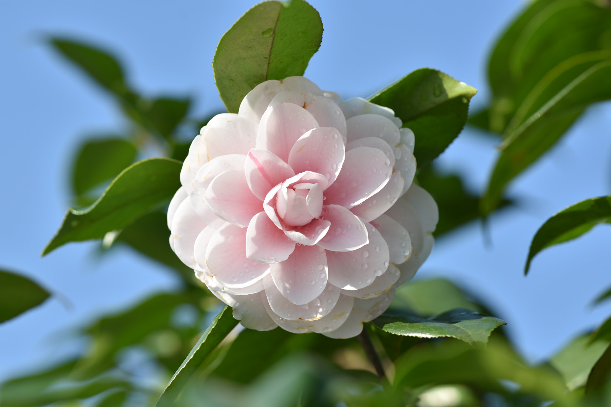 ZEISS Apo Sonnar T* 135mm F2 sample photo
