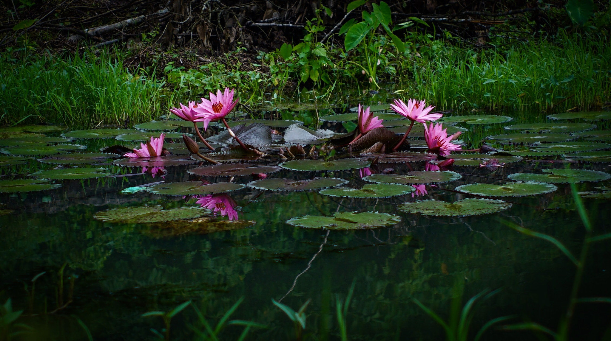 DT 40mm F2.8 SAM sample photo. Lotus photography