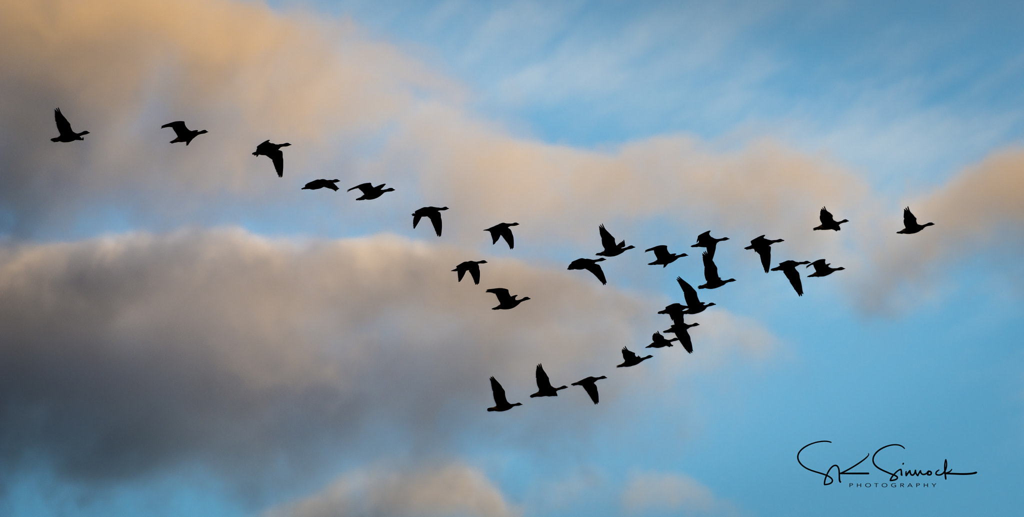 Nikon D800 sample photo. White fronted geese photography