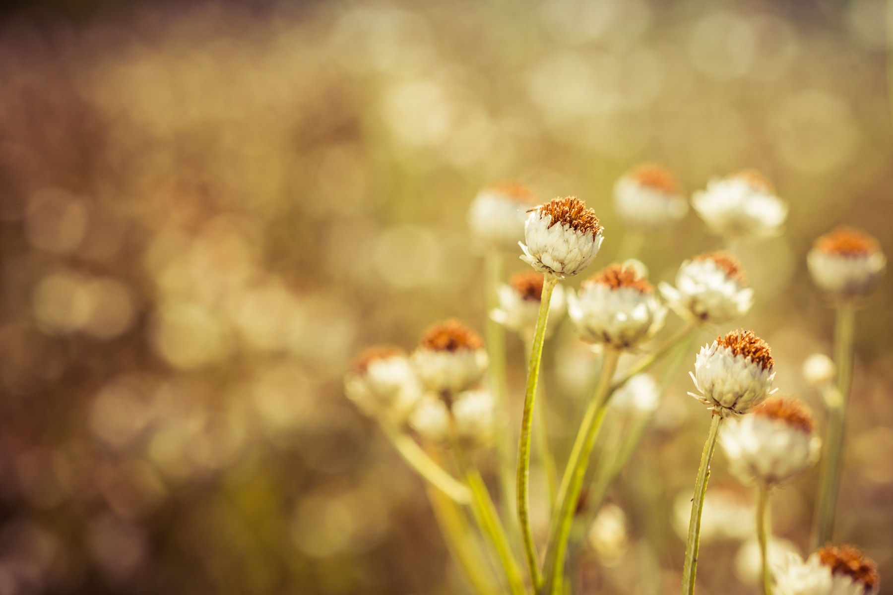 Canon EF 100mm F2.8 Macro USM sample photo. A lazy hazy day of summer photography