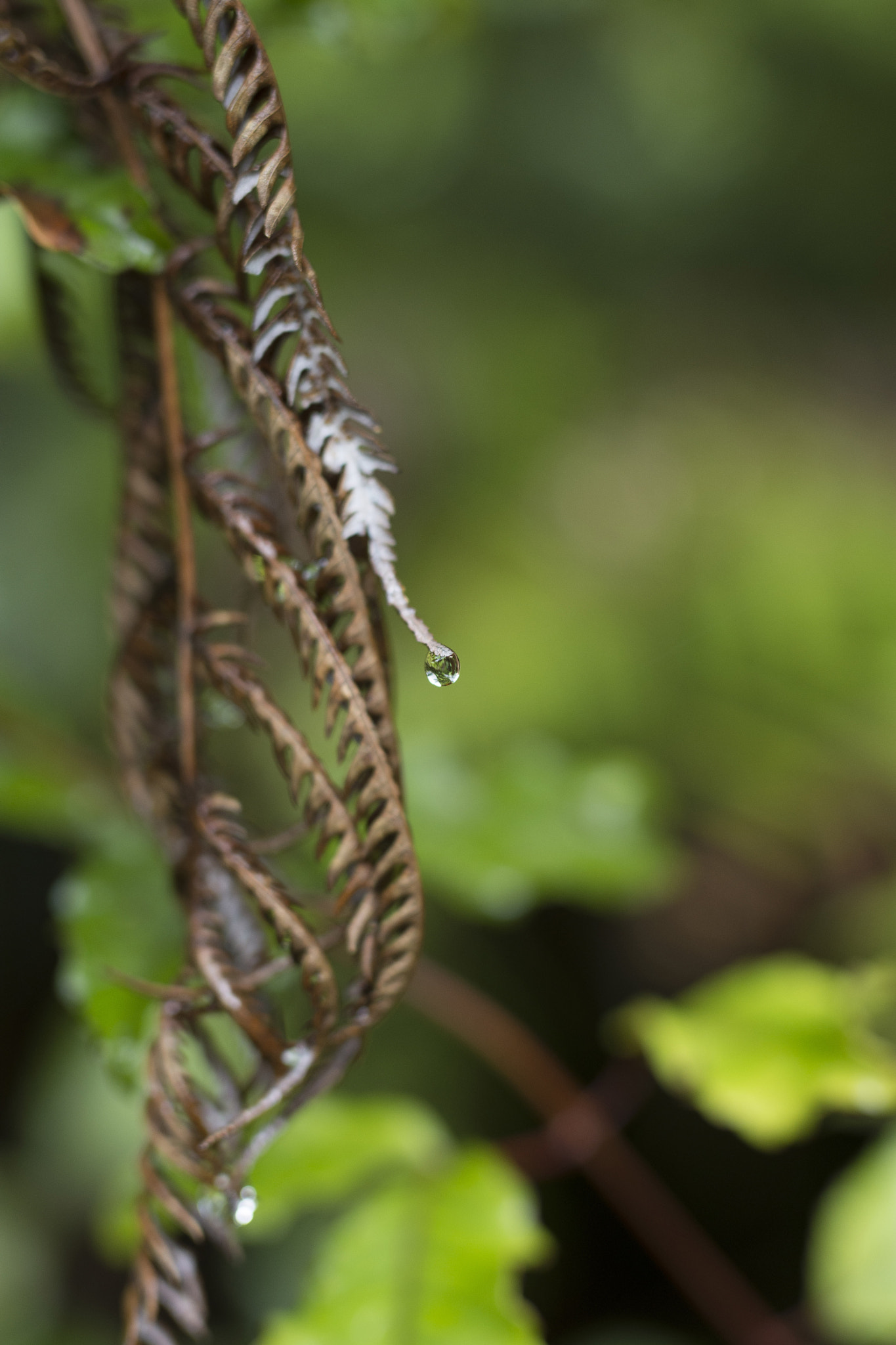 Nikon D7200 + Sigma 50mm F1.4 DG HSM Art sample photo. Copy photography