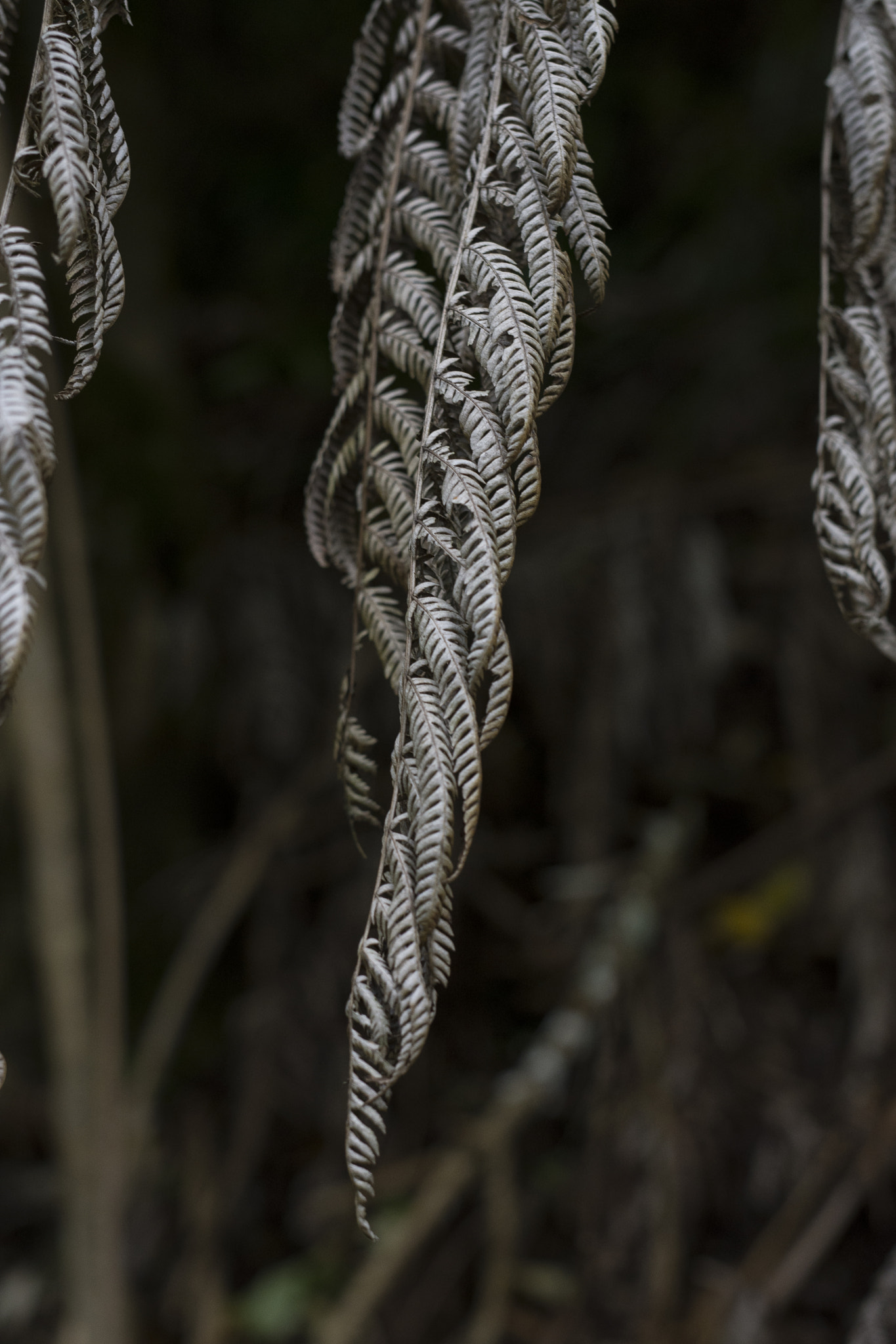 Nikon D7200 + Sigma 50mm F1.4 DG HSM Art sample photo. 20170102.jpg photography