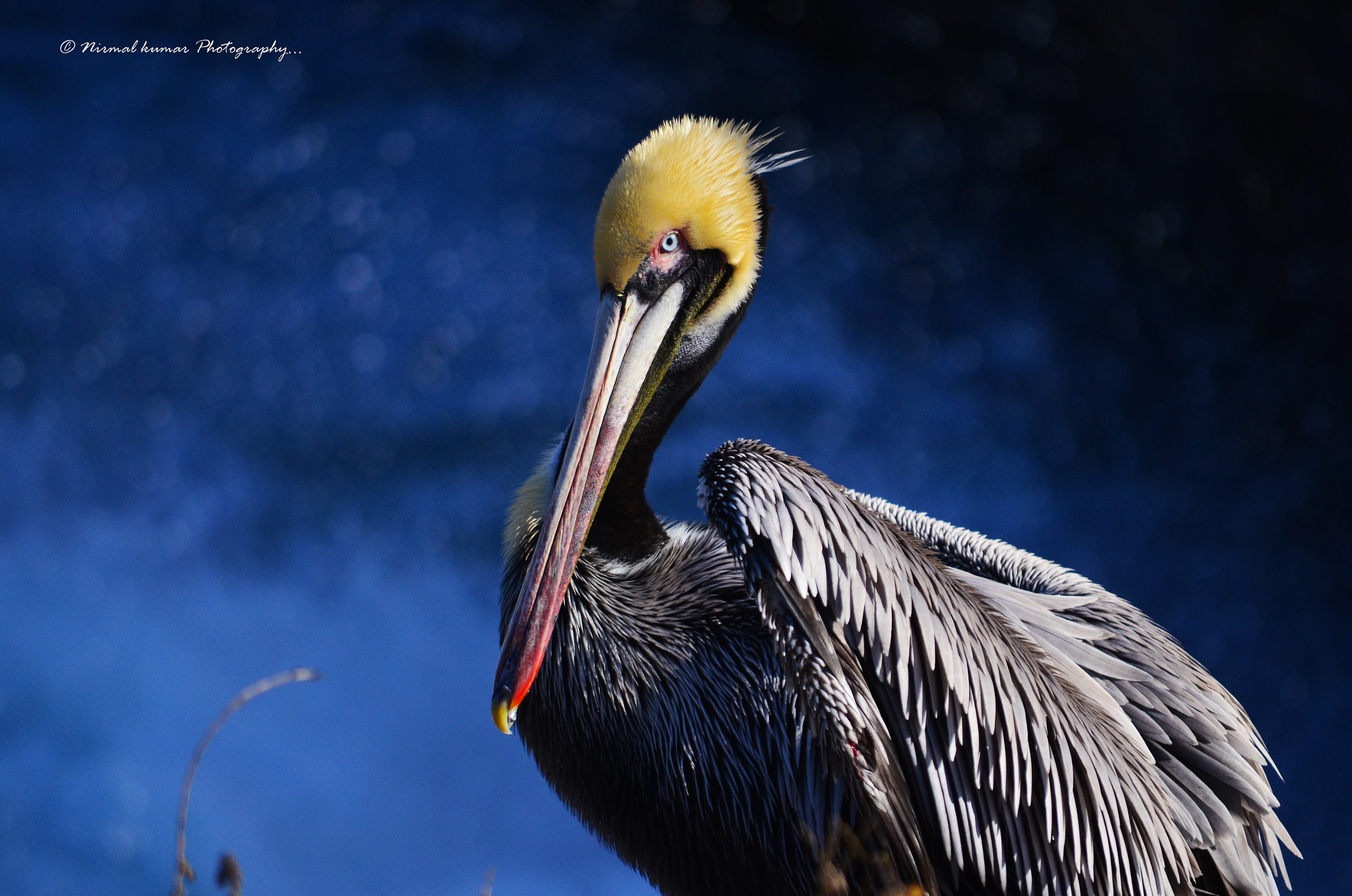 Nikon D5100 + Nikon AF-S Nikkor 200-400mm F4G ED-IF VR sample photo. Brown pelican photography