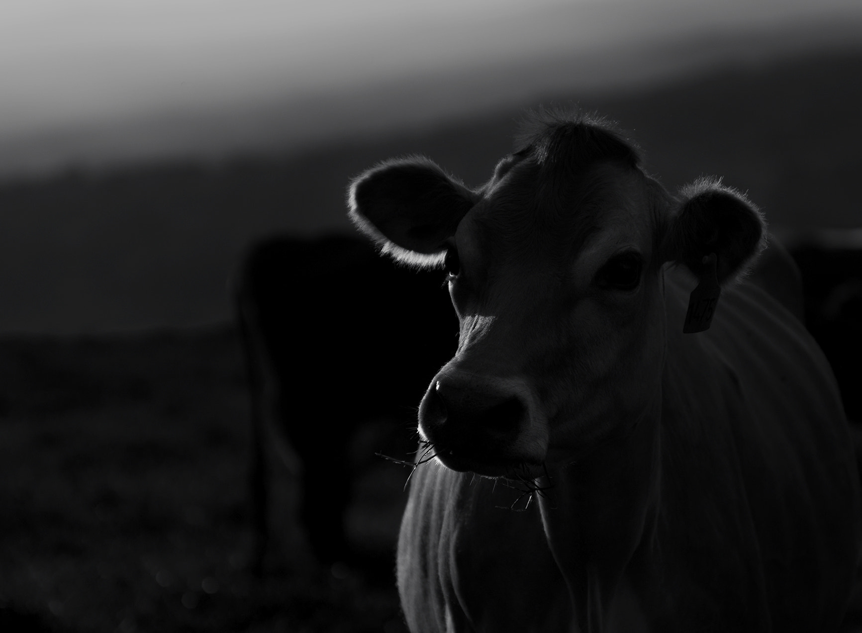 Pentax K-5 sample photo. Portrait of a cow photography