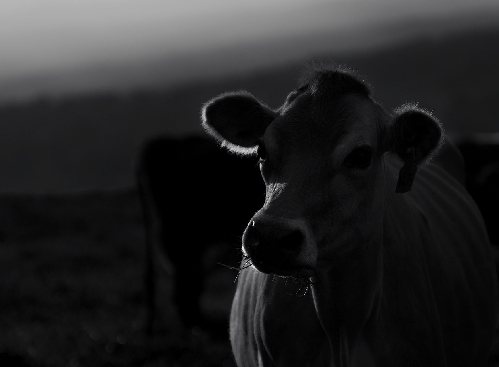 Pentax smc DA* 50-135mm F2.8 ED (IF) SDM sample photo. Portrait of a cow photography