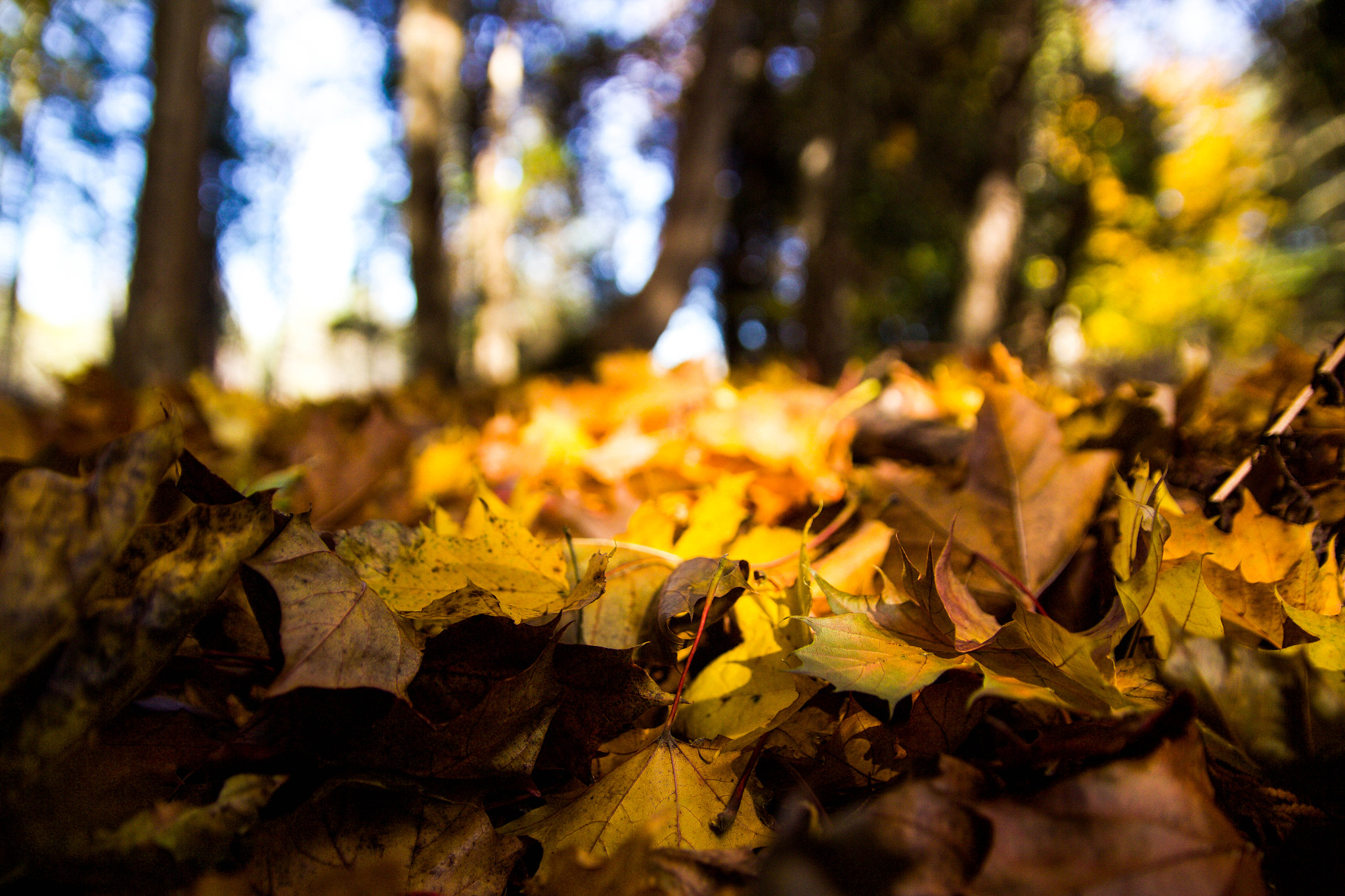 Canon EOS 60D + Sigma 18-50mm f/2.8 Macro sample photo. Mg photography