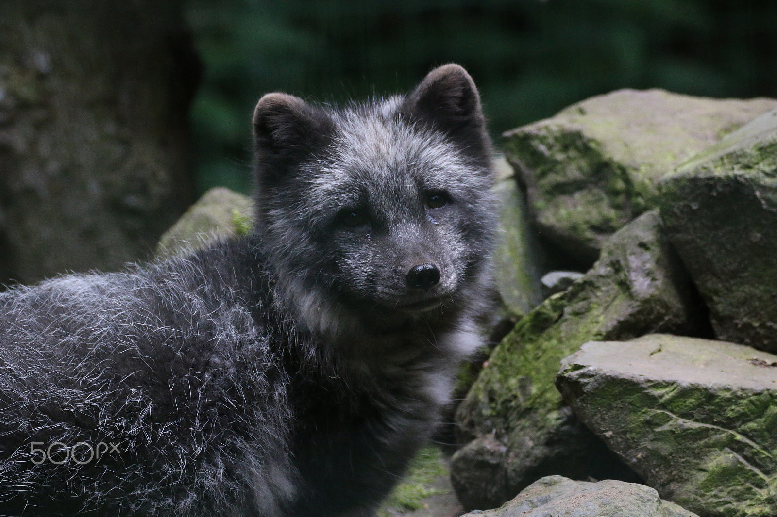 Sigma 150-600mm F5-6.3 DG OS HSM | C sample photo. Polar fox photography