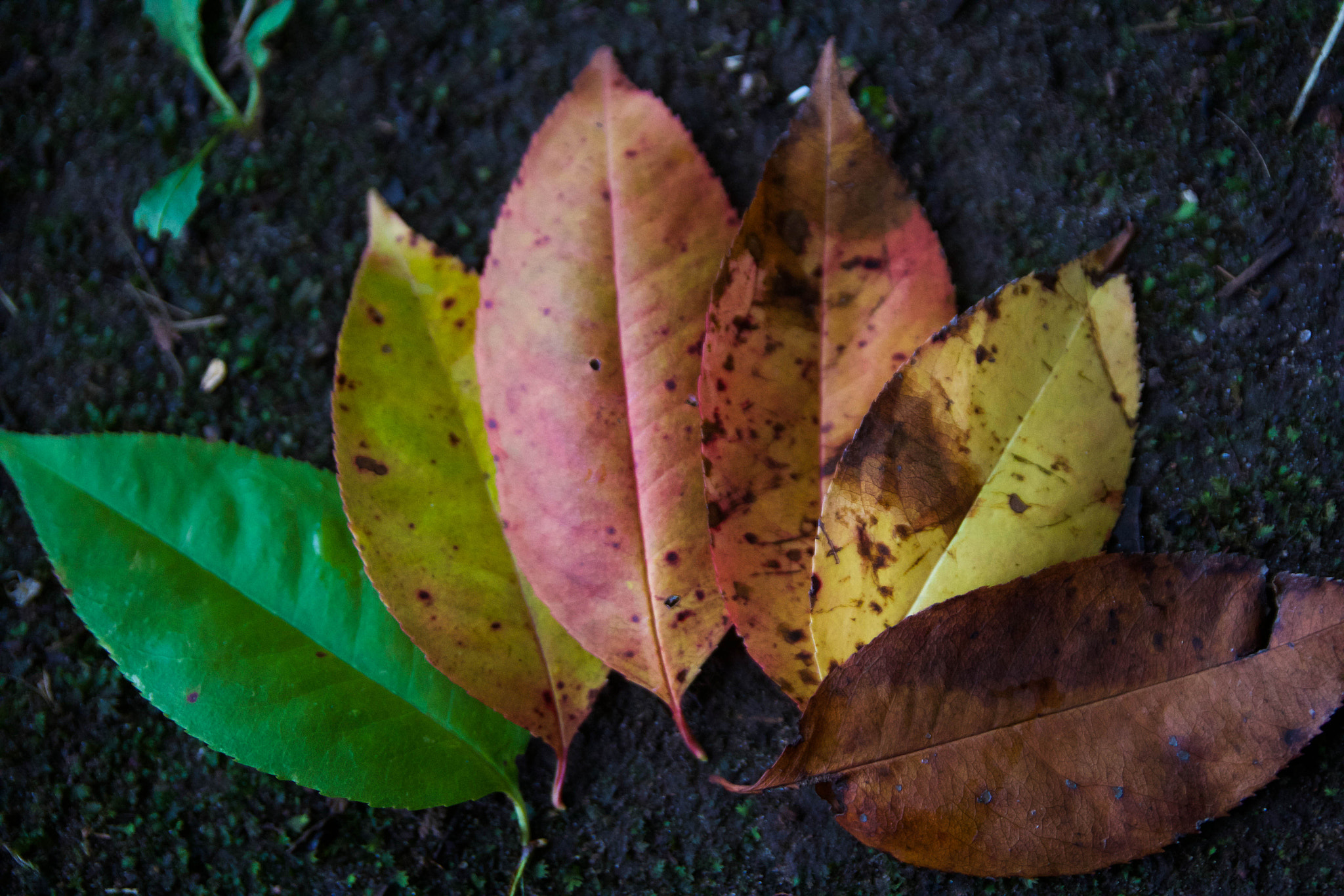 Canon EOS 60D + Sigma 18-50mm f/2.8 Macro sample photo. Mg photography