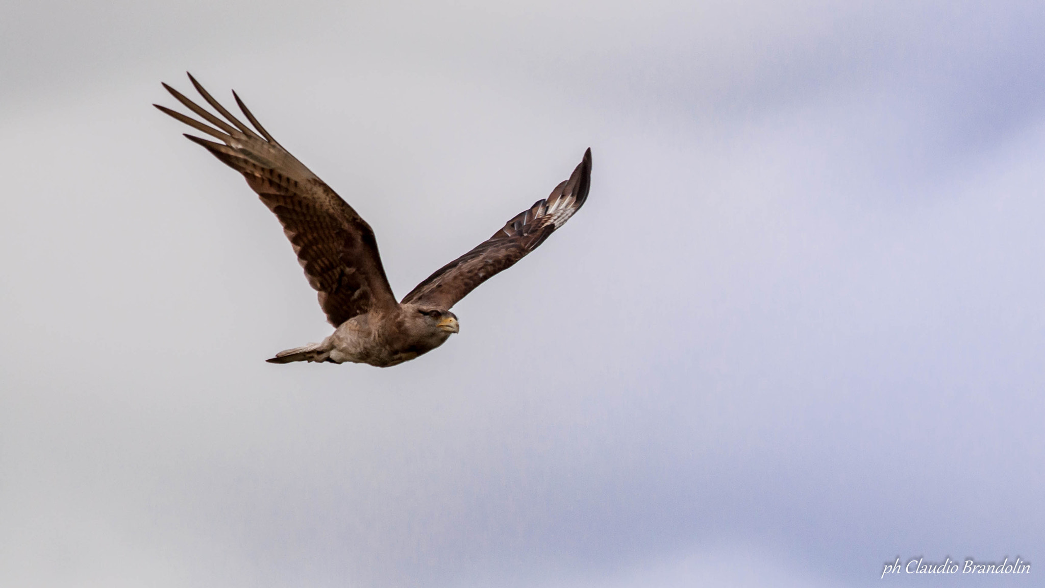 Nikon D90 + Nikon AF-S Nikkor 300mm F4D ED-IF sample photo. Volar photography