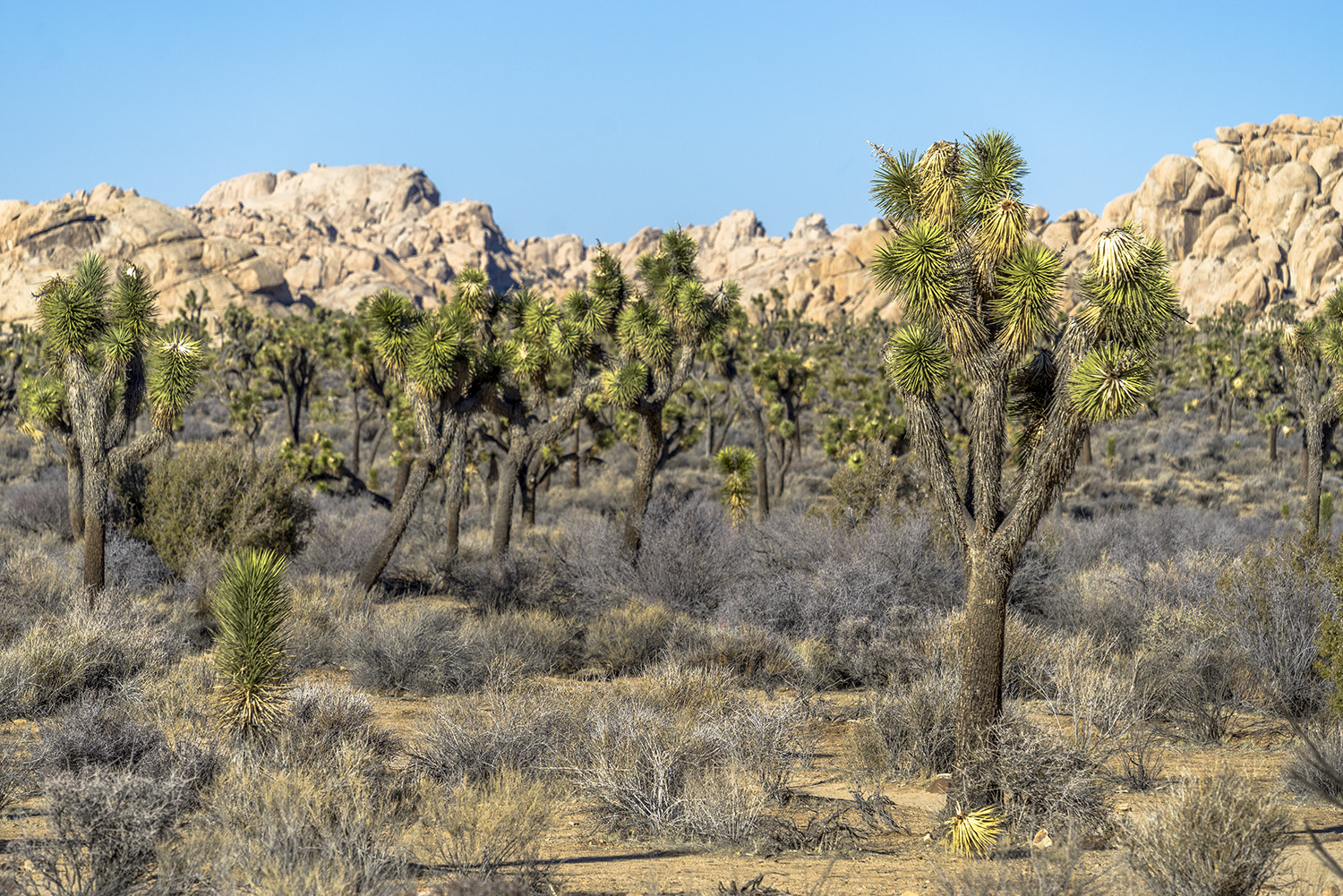 Sony a7R + Sony FE 70-300mm F4.5-5.6 G OSS sample photo. Joshua tree national park photography