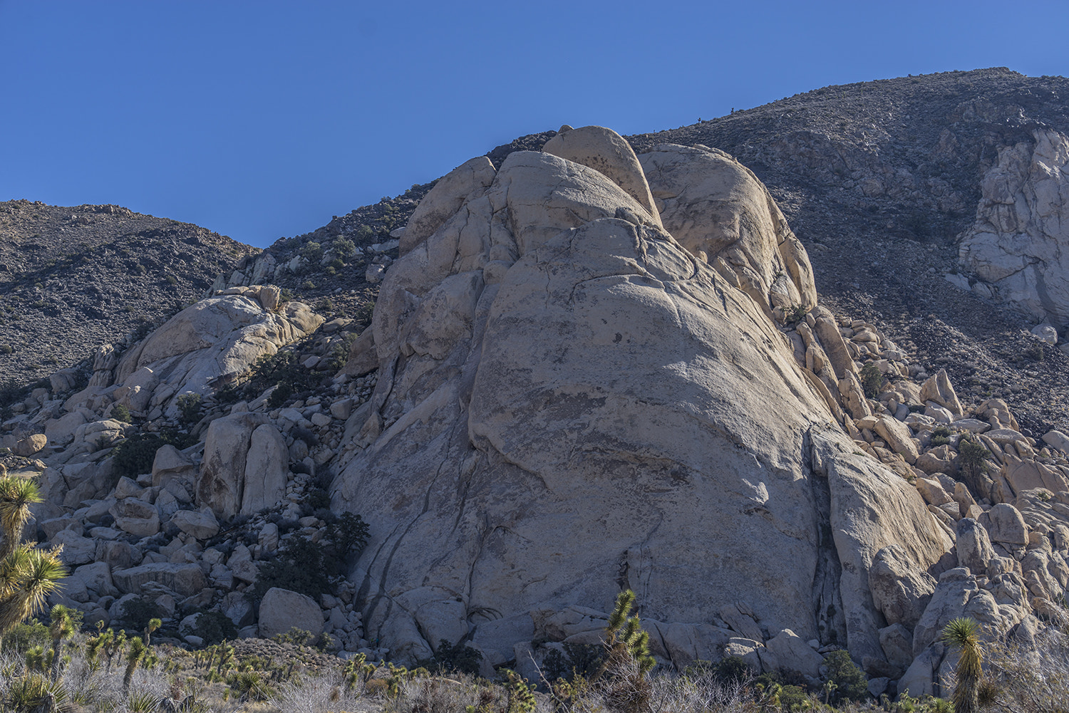 Sony a7R + Sony FE 70-300mm F4.5-5.6 G OSS sample photo. Joshua tree national park photography