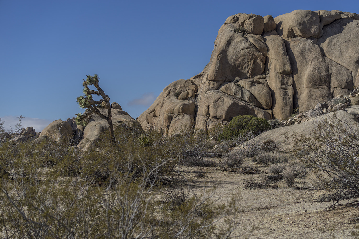 Sony a7R + Sony FE 70-300mm F4.5-5.6 G OSS sample photo. Joshua tree national park photography