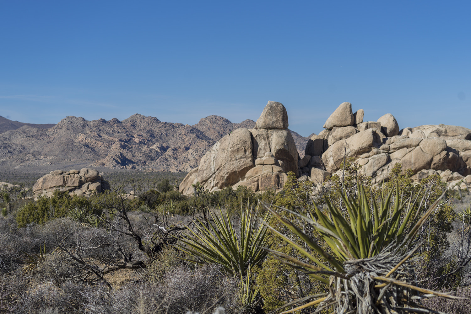 Sony a7R + Sony FE 70-300mm F4.5-5.6 G OSS sample photo. Joshua tree national park photography