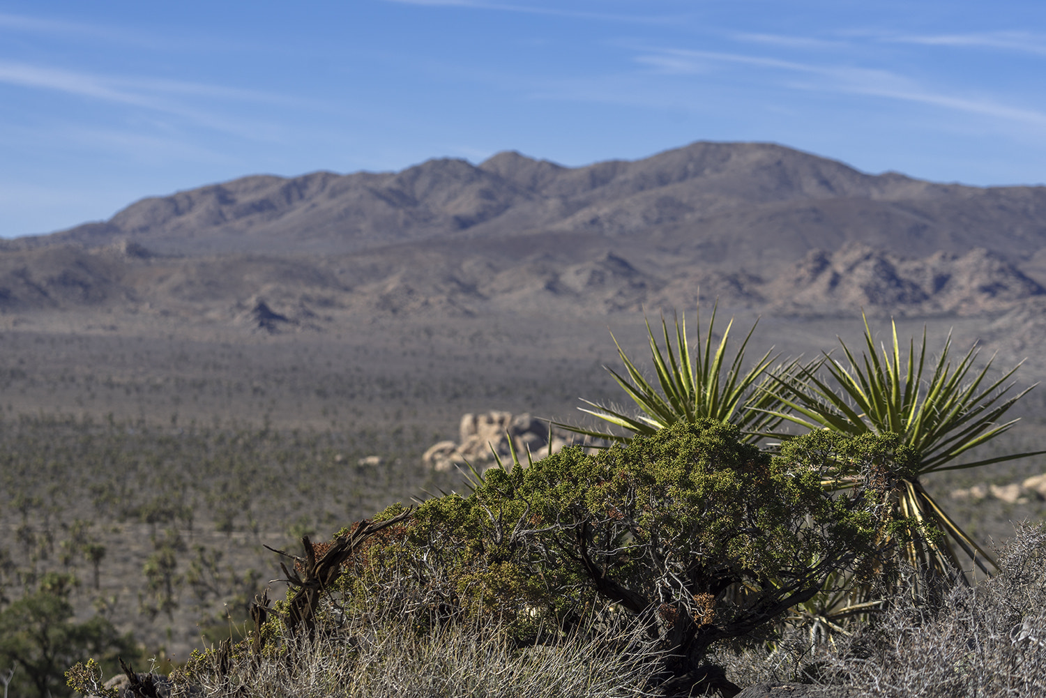 Sony a7R + Sony FE 70-300mm F4.5-5.6 G OSS sample photo. Joshua tree national park photography