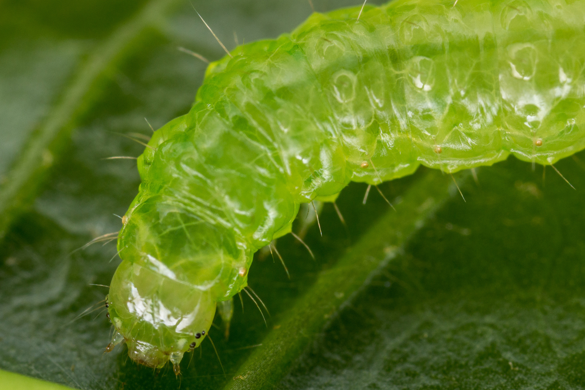 Canon MP-E 65mm F2.5 1-5x Macro Photo sample photo. Lepidoptera photography
