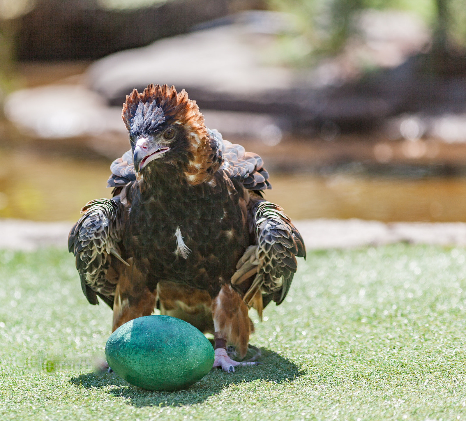 Canon EF 300mm F4L IS USM sample photo. Raptor 2 photography