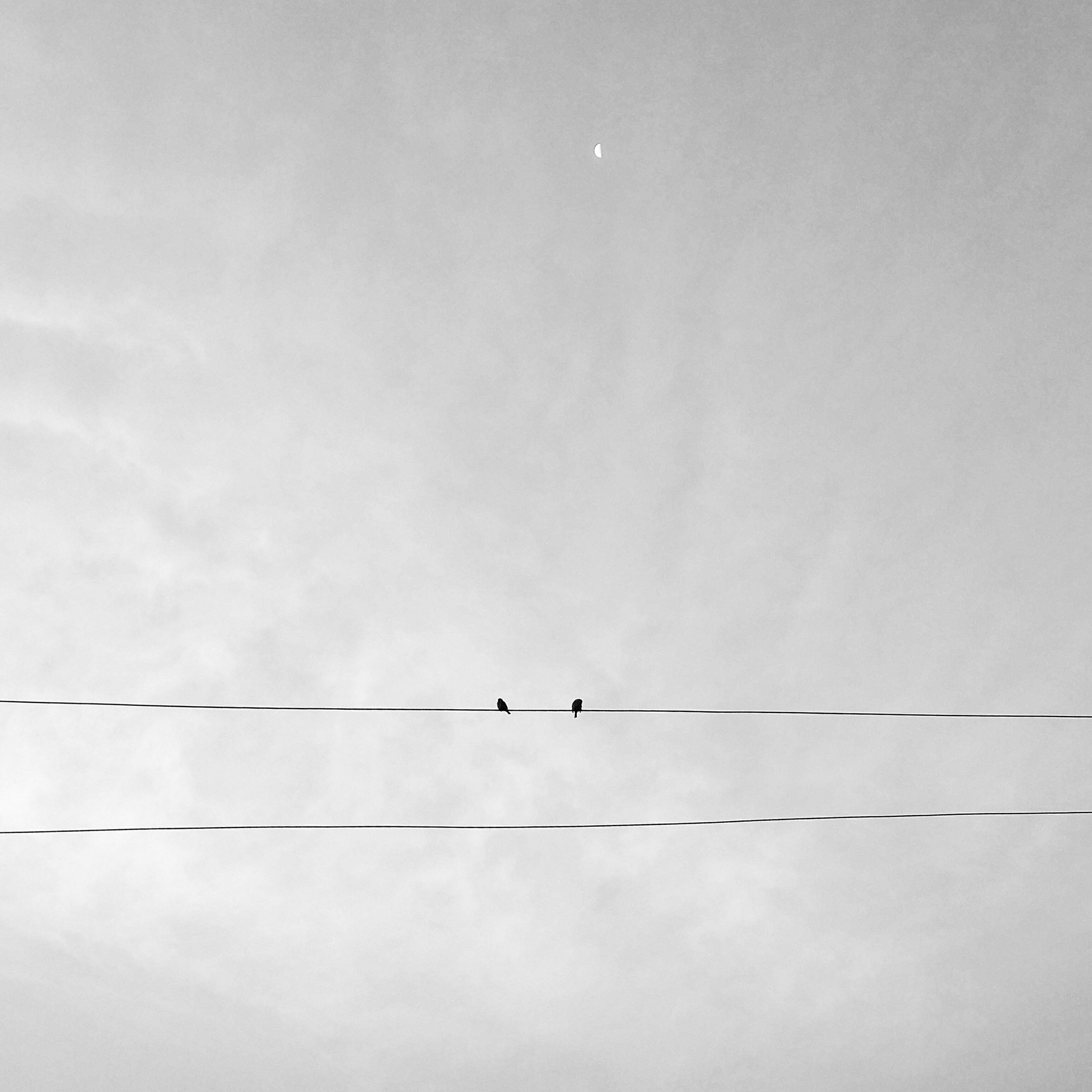 Xiaomi Mi Note2 sample photo. Birds photography