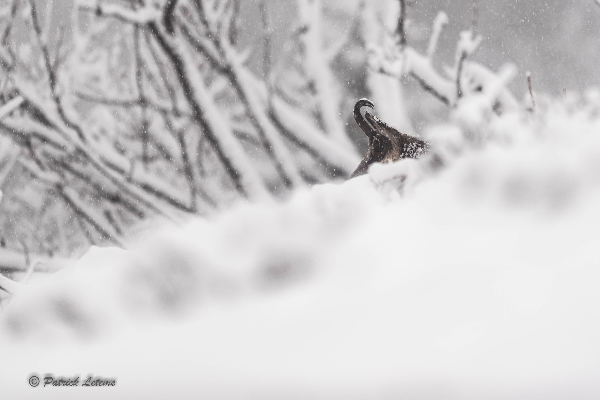 Nikon AF-S Nikkor 300mm F2.8G ED VR II sample photo. Dsc photography