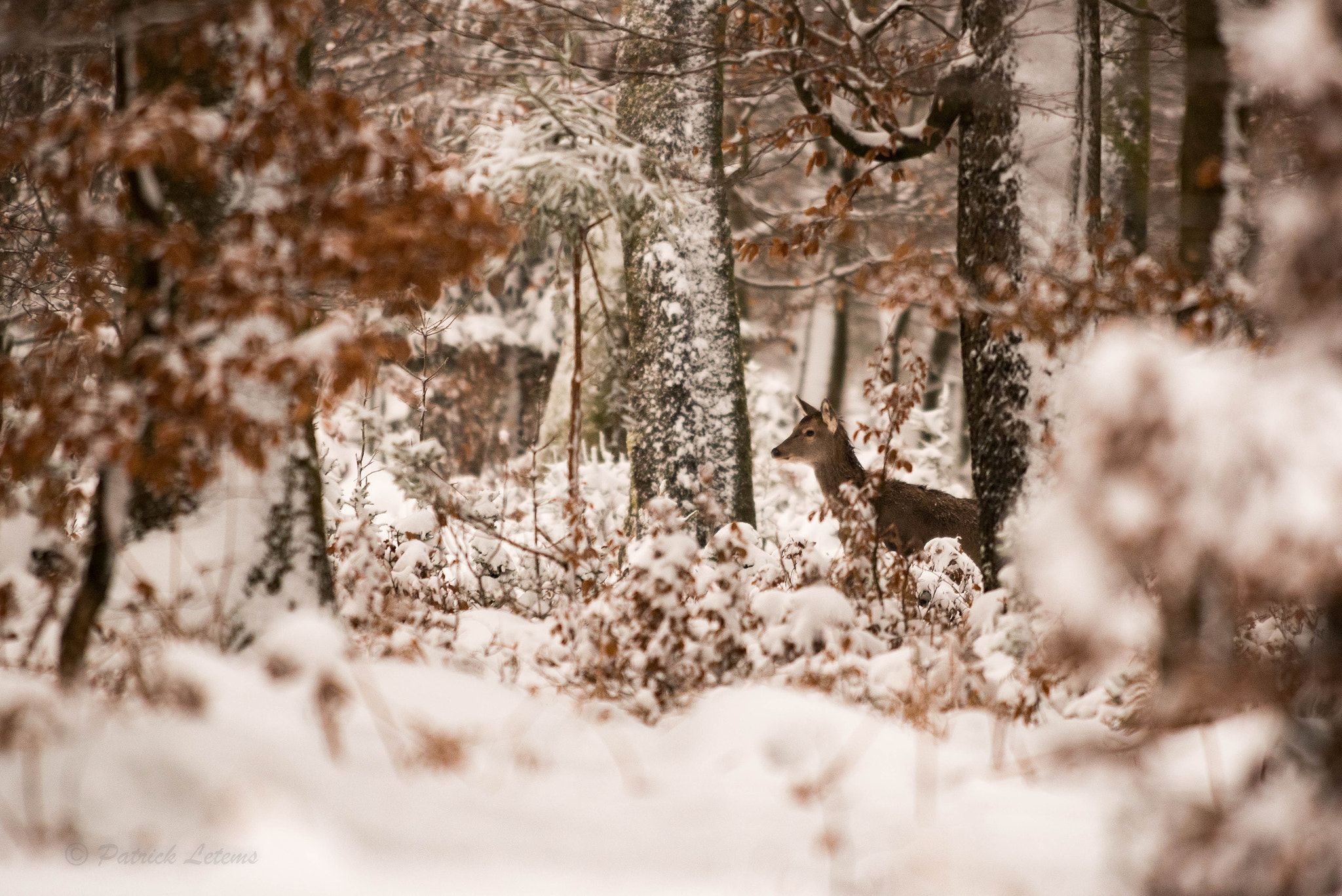 Nikon AF-S Nikkor 300mm F2.8G ED VR II sample photo. Biche photography